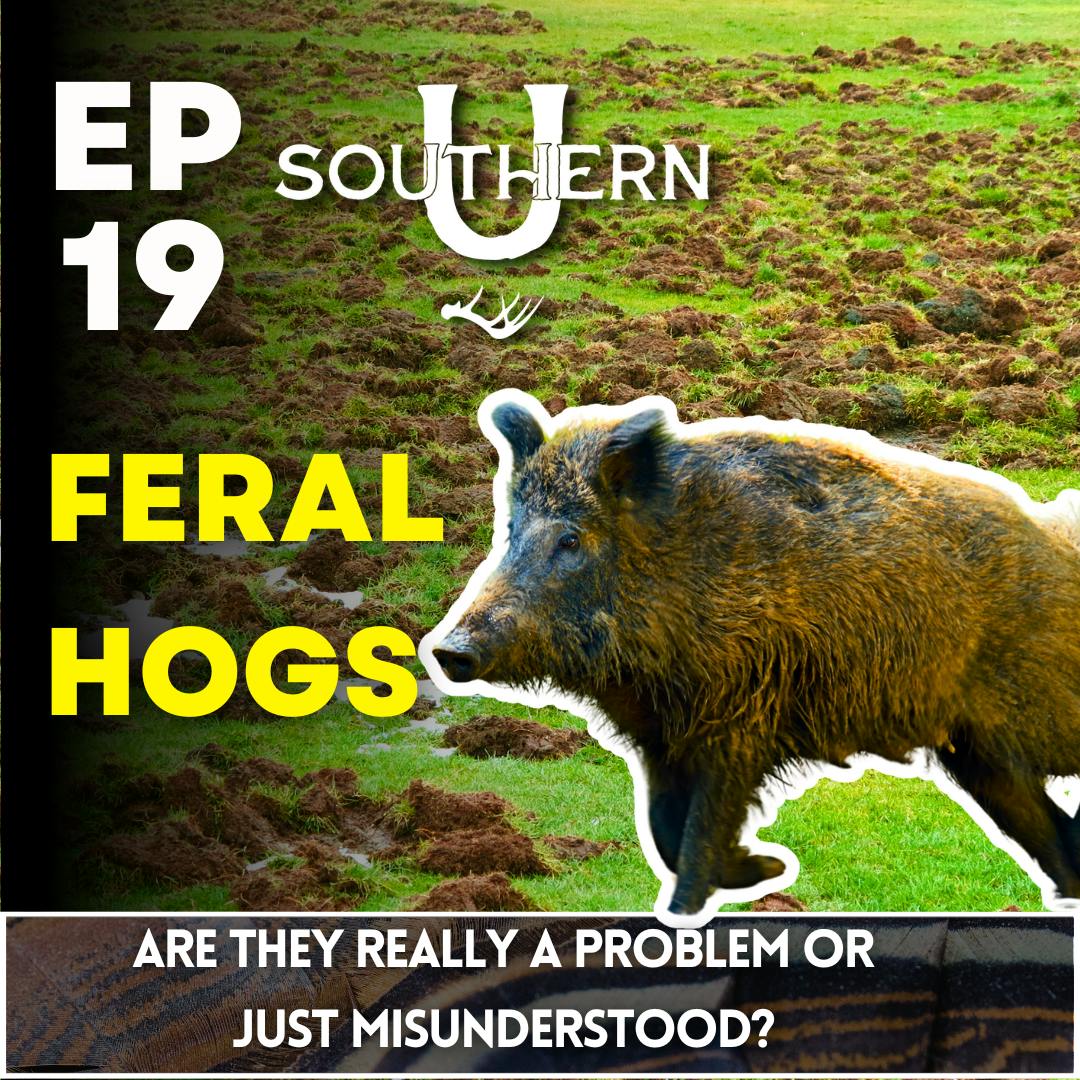 Feral Hogs Feral Hogs