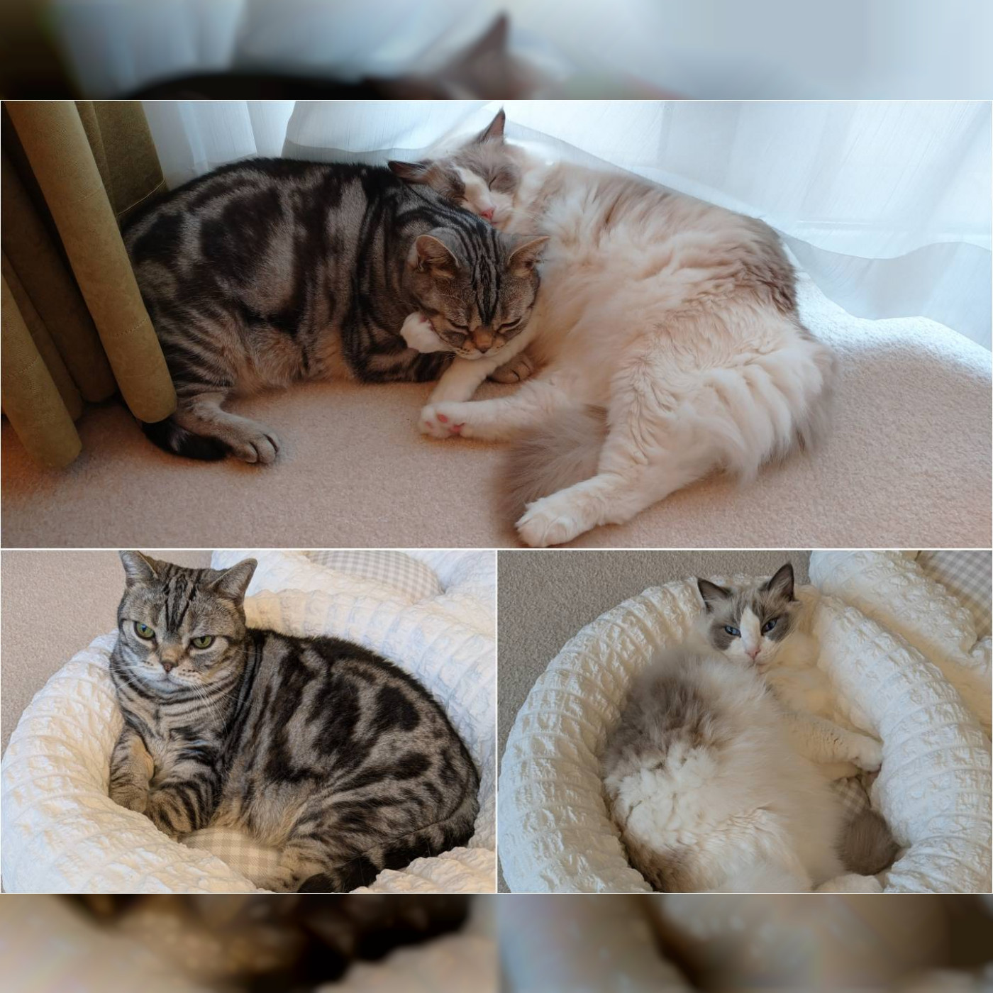 迎春🎁朝みみ！福袋・小林幸子スペシャル  ！！！ワンちゃん用🐶ネコちゃん🐱用