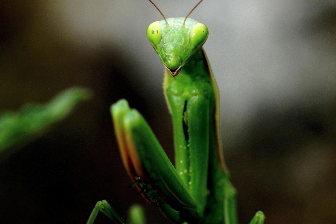 Praying Mantis: The Patient Predator