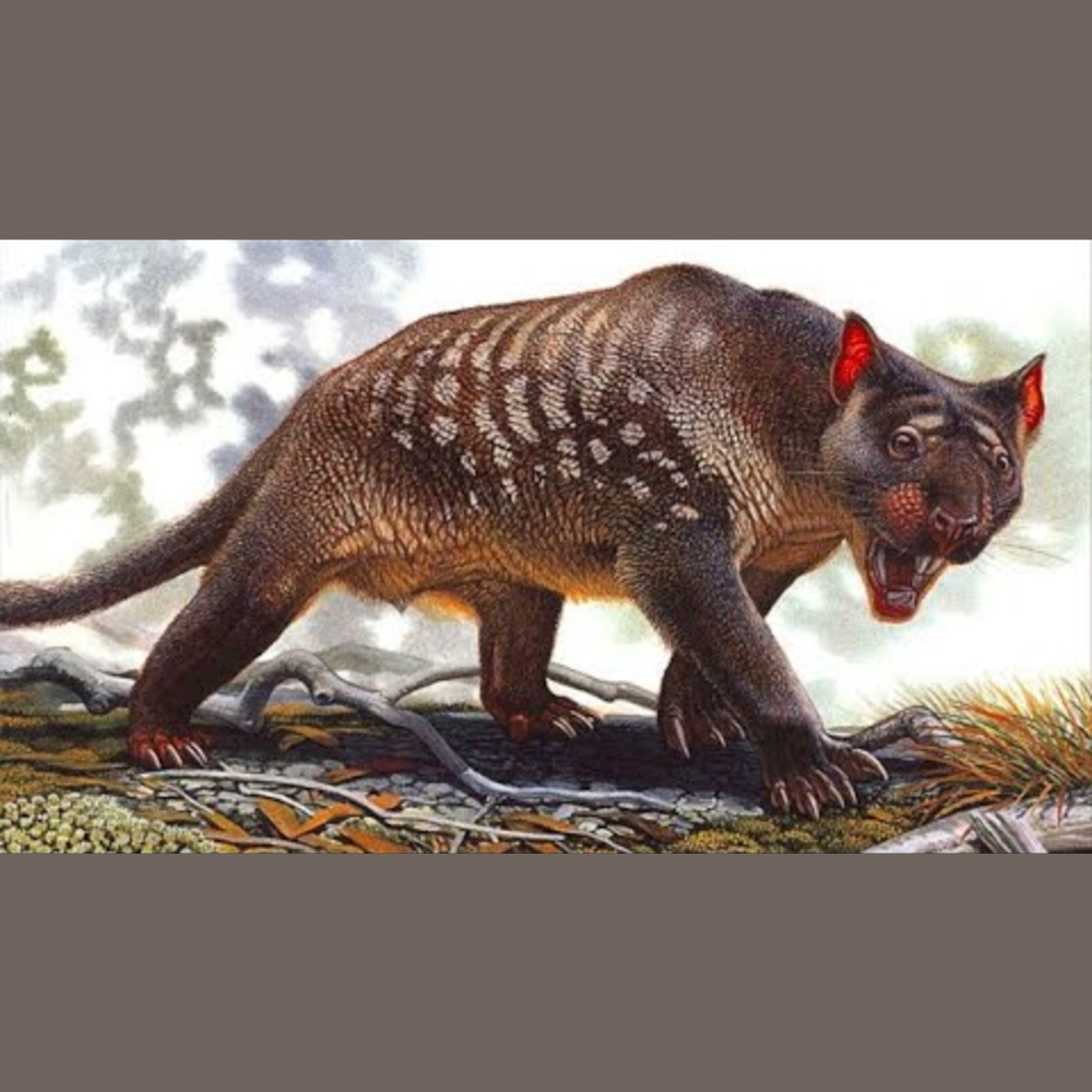 Thylacoleo - Ancient Animal episode artwork