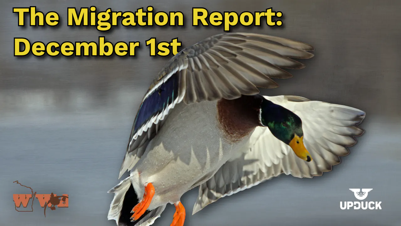 Migration Report: December 1st Migration Report: December 1st