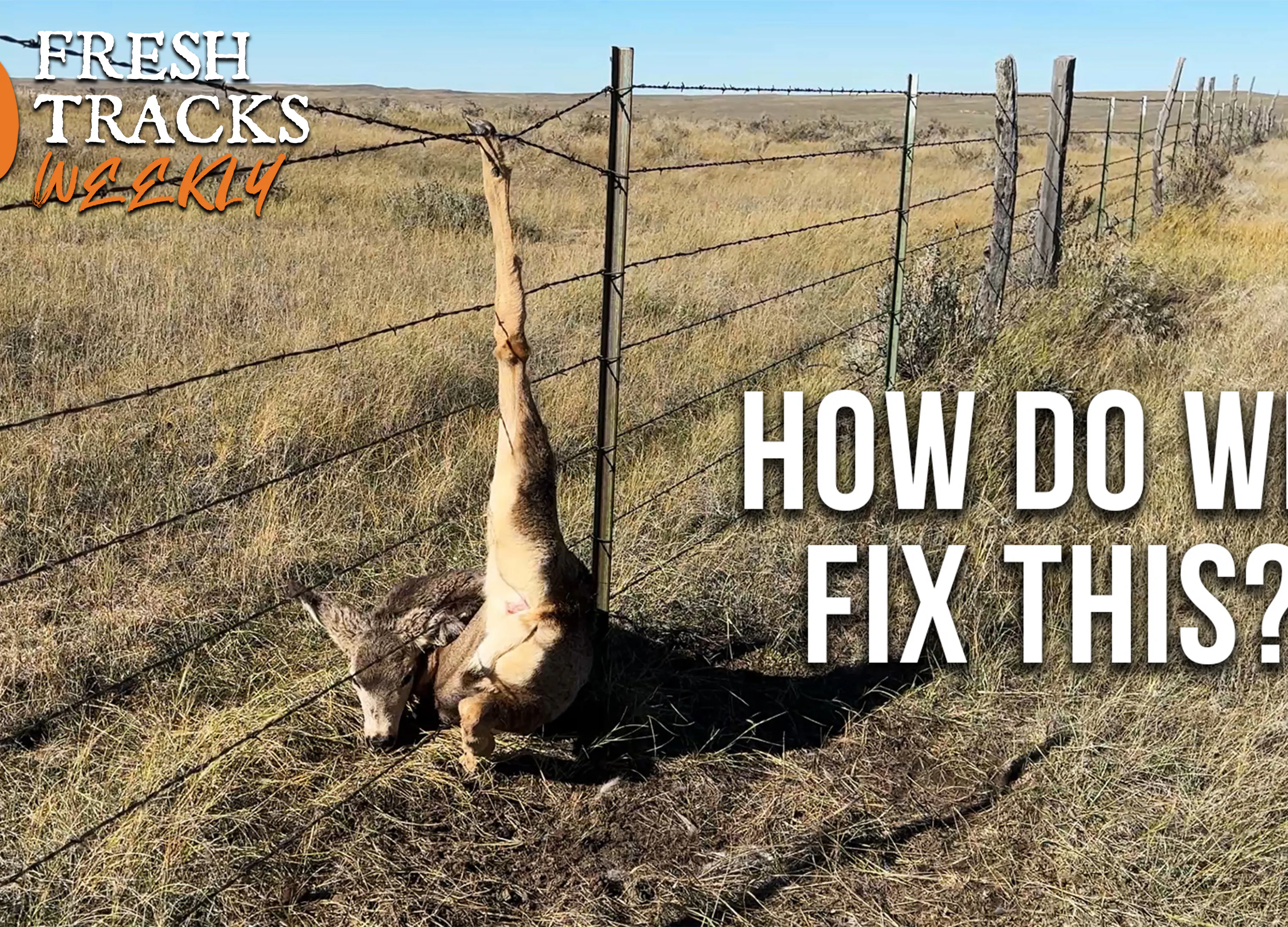 Are Virtual Fences the Future for Wildlife Migration? Week of April 27th episode artwork