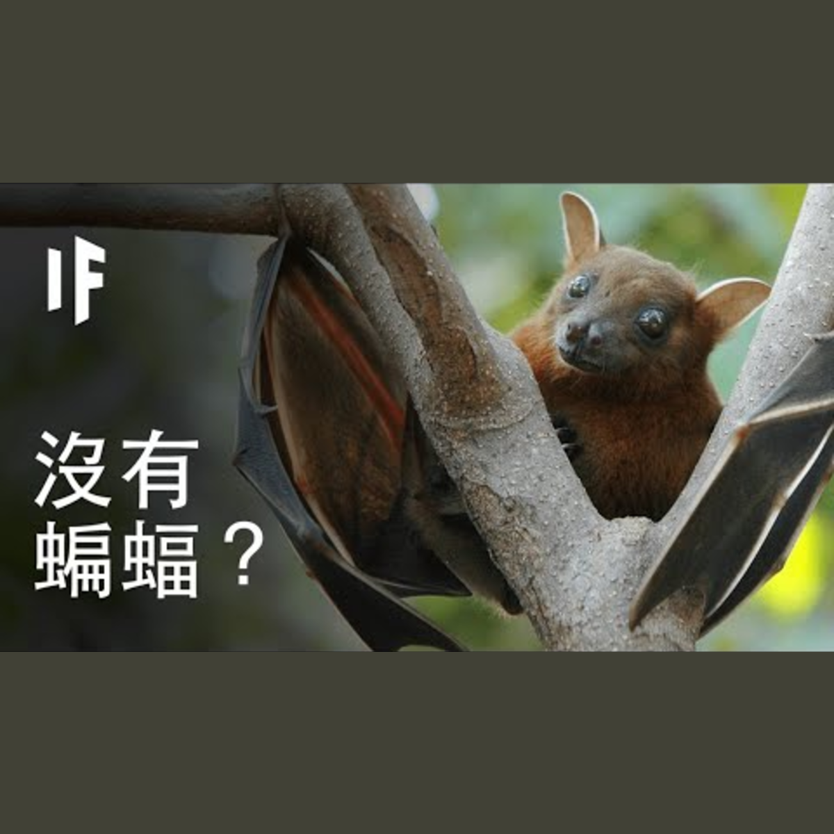 【中文配音】如果所有的蝙蝠都消失了？｜大膽科學 episode artwork