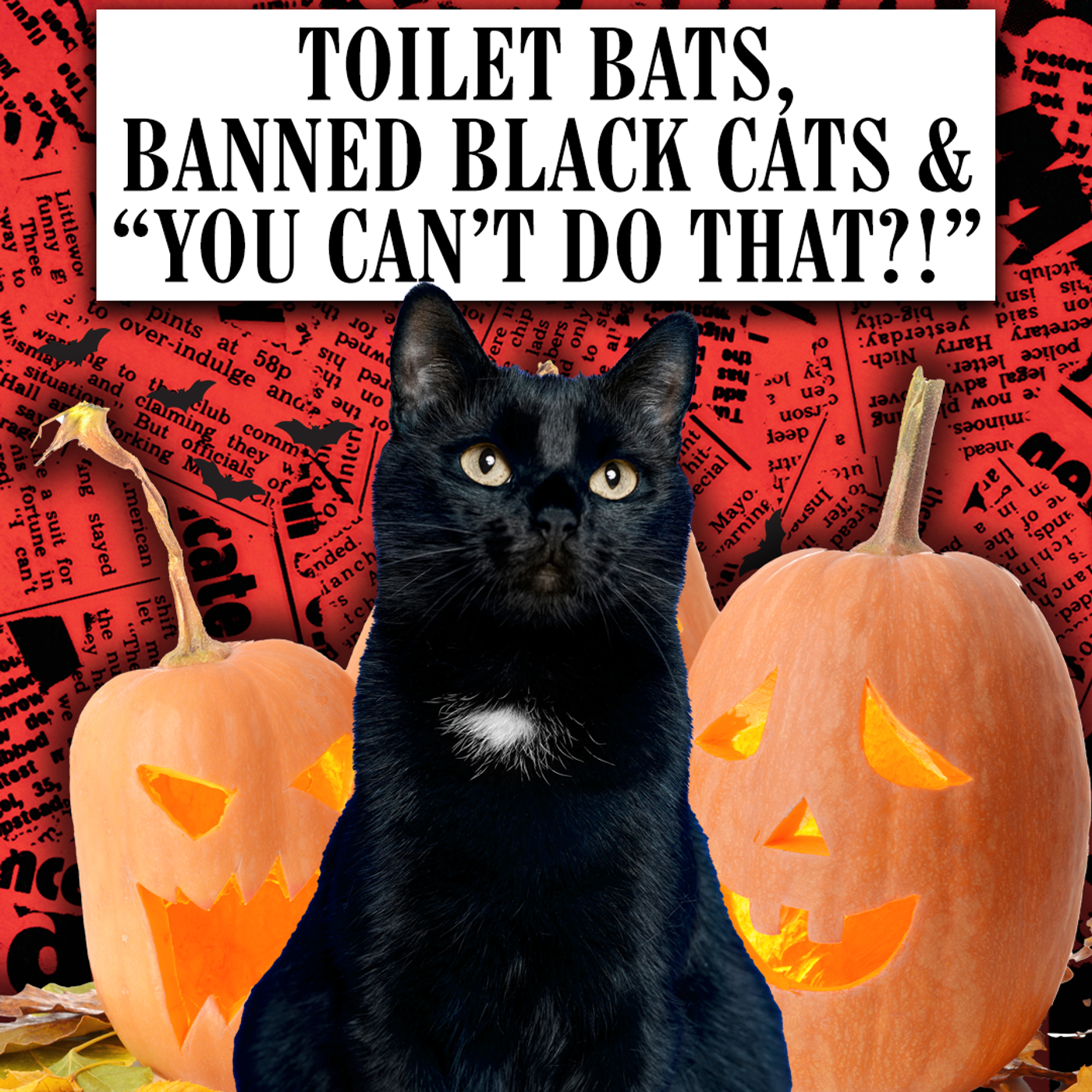 Toilet Bats, Banned Black Cats & "You Can't Do That?!"