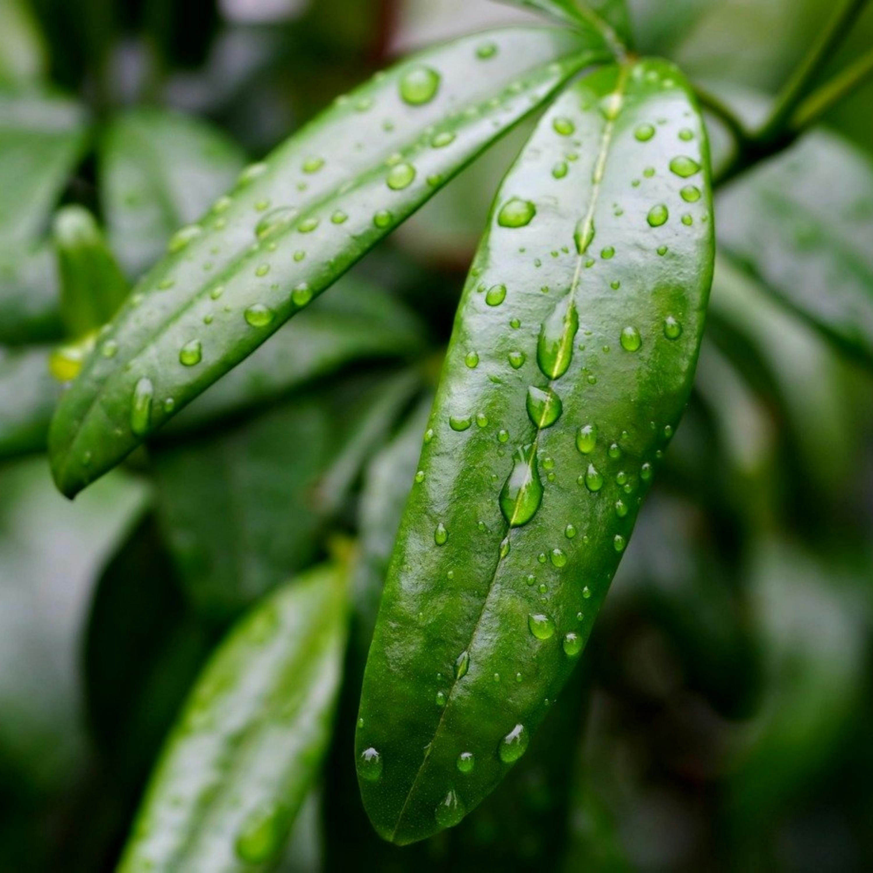 ️ Escucha la LLUVIA y la MÚSICA Calmante, un Remedio Natural para una NOCHE Tranquila episode artwork
