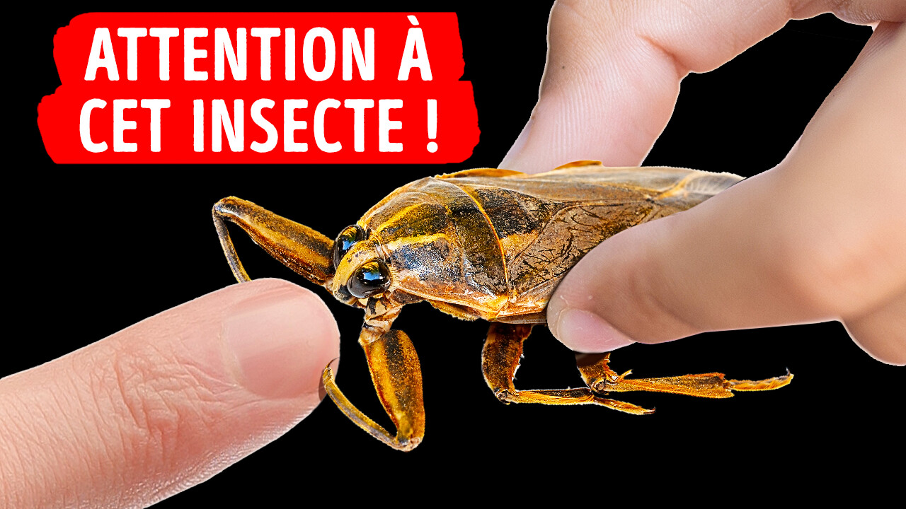 La Morsure De Cet Insecte Est L’une Des Plus Douloureuses Qui Soient