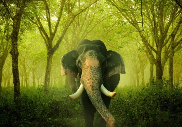 Episode 300: A Colossal Episode on Asian Elephants
