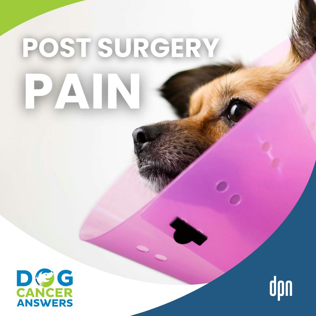 Is My Dog in Pain After Surgery? Yes … and You Can Help! | Tasha McNerney #298 Is My Dog in Pain After Surgery? Yes … and You Can Help! | Tasha McNerney #298