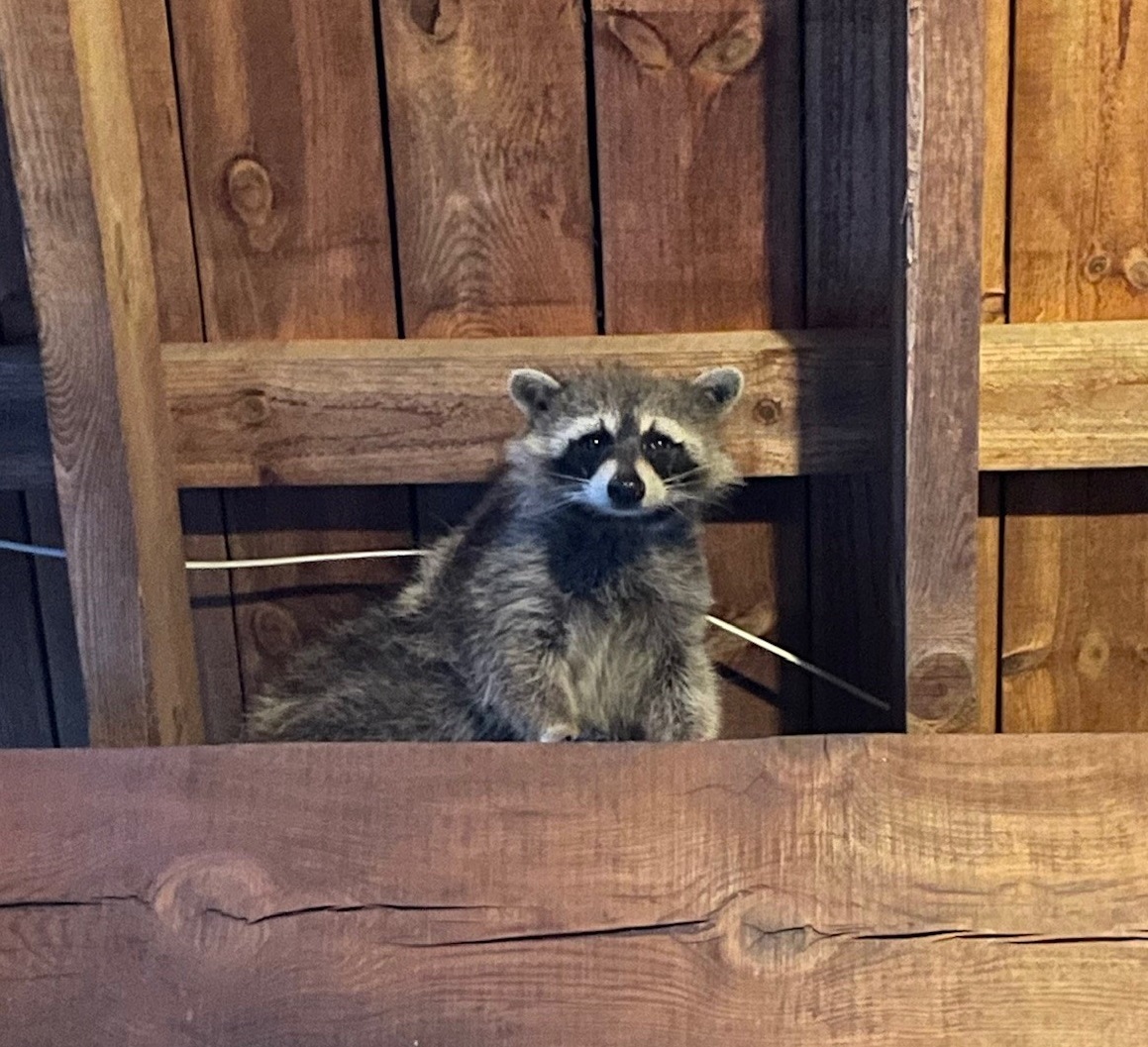 How Do You Get Rid of Raccoons? episode artwork