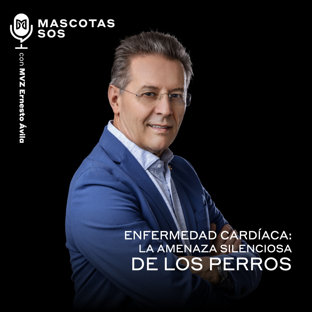 Enfermedad cardíaca: La amenaza silenciosa en perros