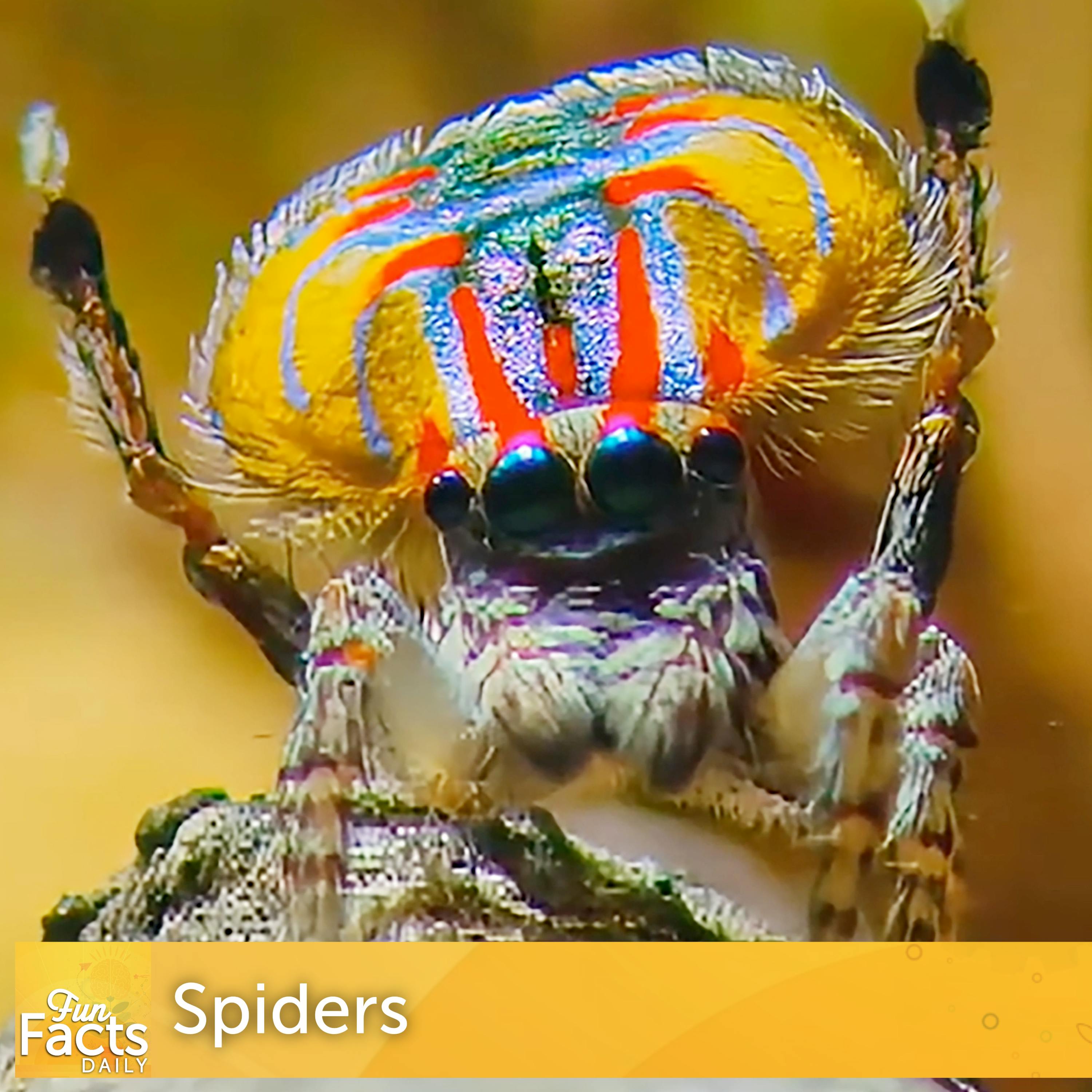 Fun Facts About Spiders Fun Facts About Spiders
