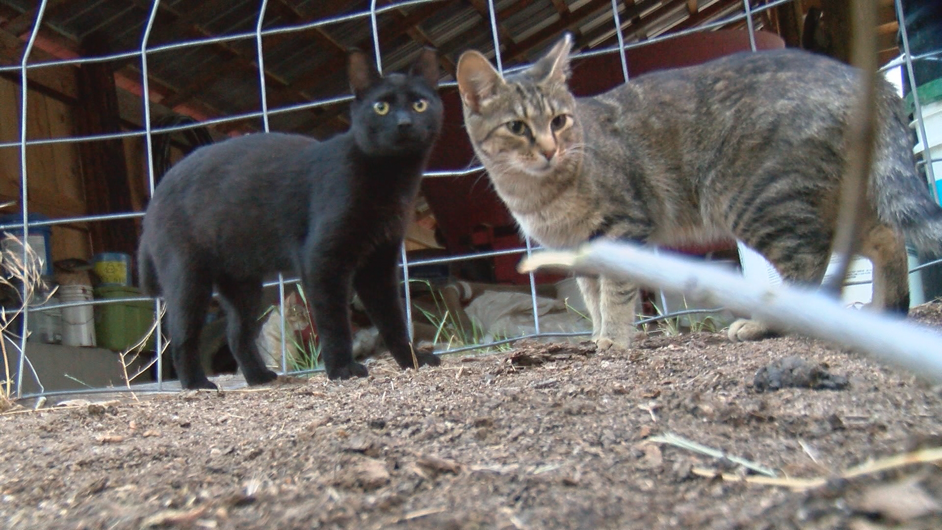 Episode 117 Fox Hollow Animal Project works to spay and neuter, care for feral cats episode artwork