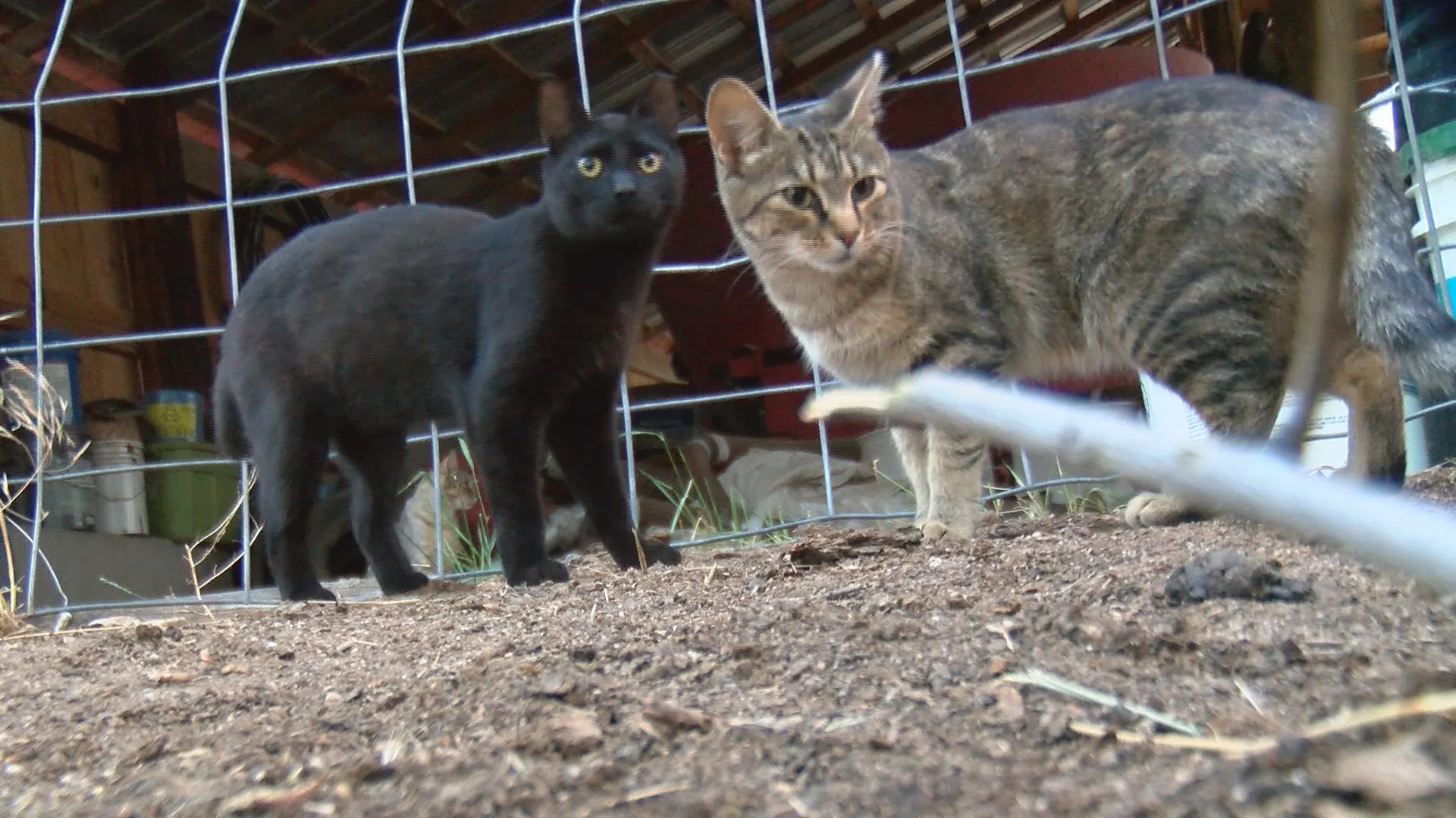 Episode 117 Fox Hollow Animal Project works to spay and neuter, care for feral cats episode artwork