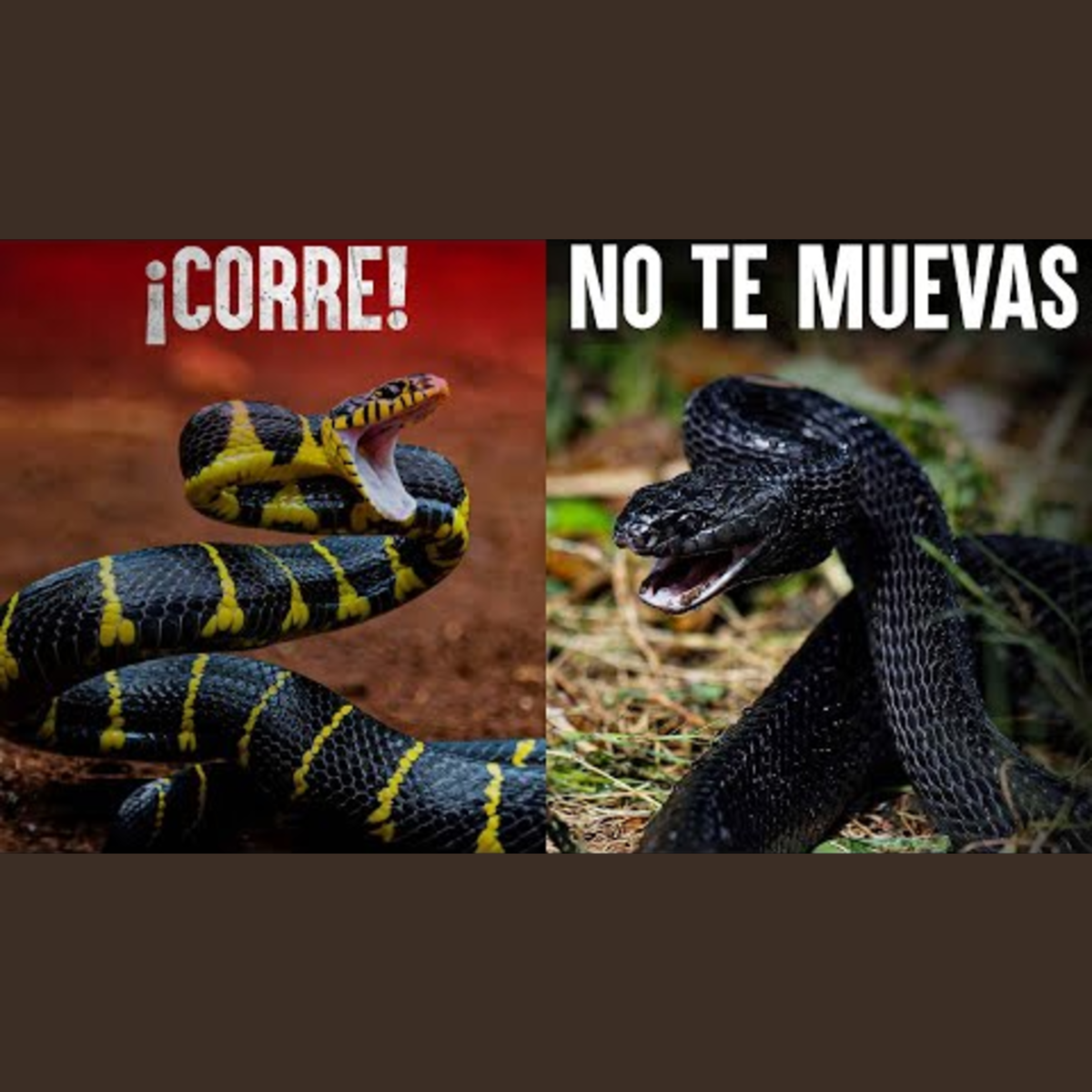 Cómo sobrevivir