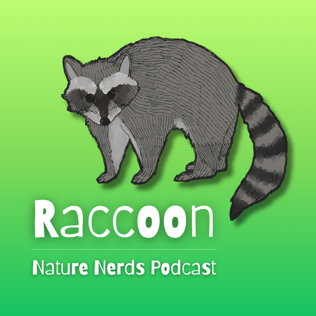 Raccoon
