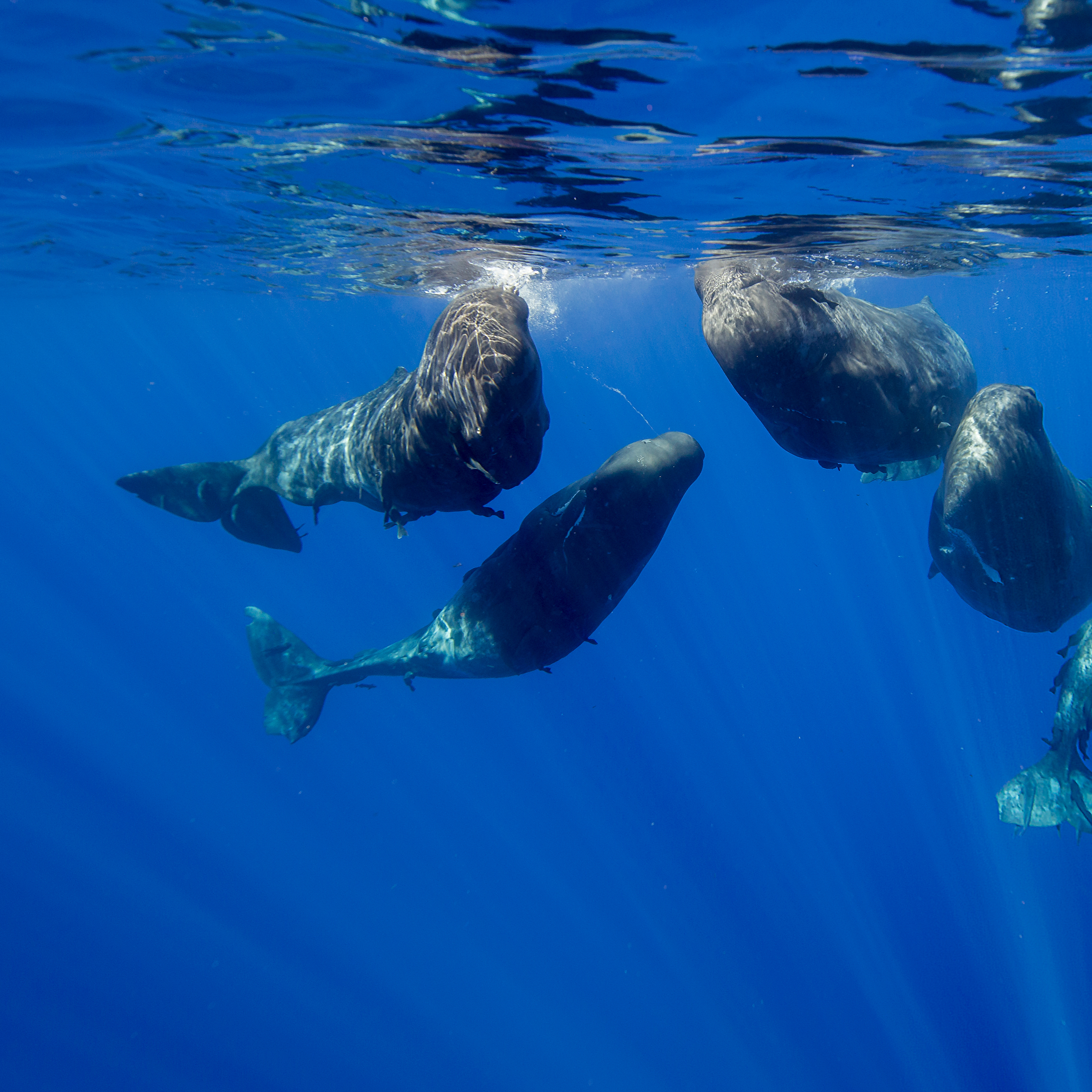Deep Listening: Whale Culture, Interspecies Communication, and Knowing Your Place | Shane Gero