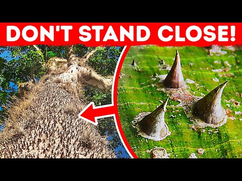If You See This Spiky Tree, Get Away Immediately