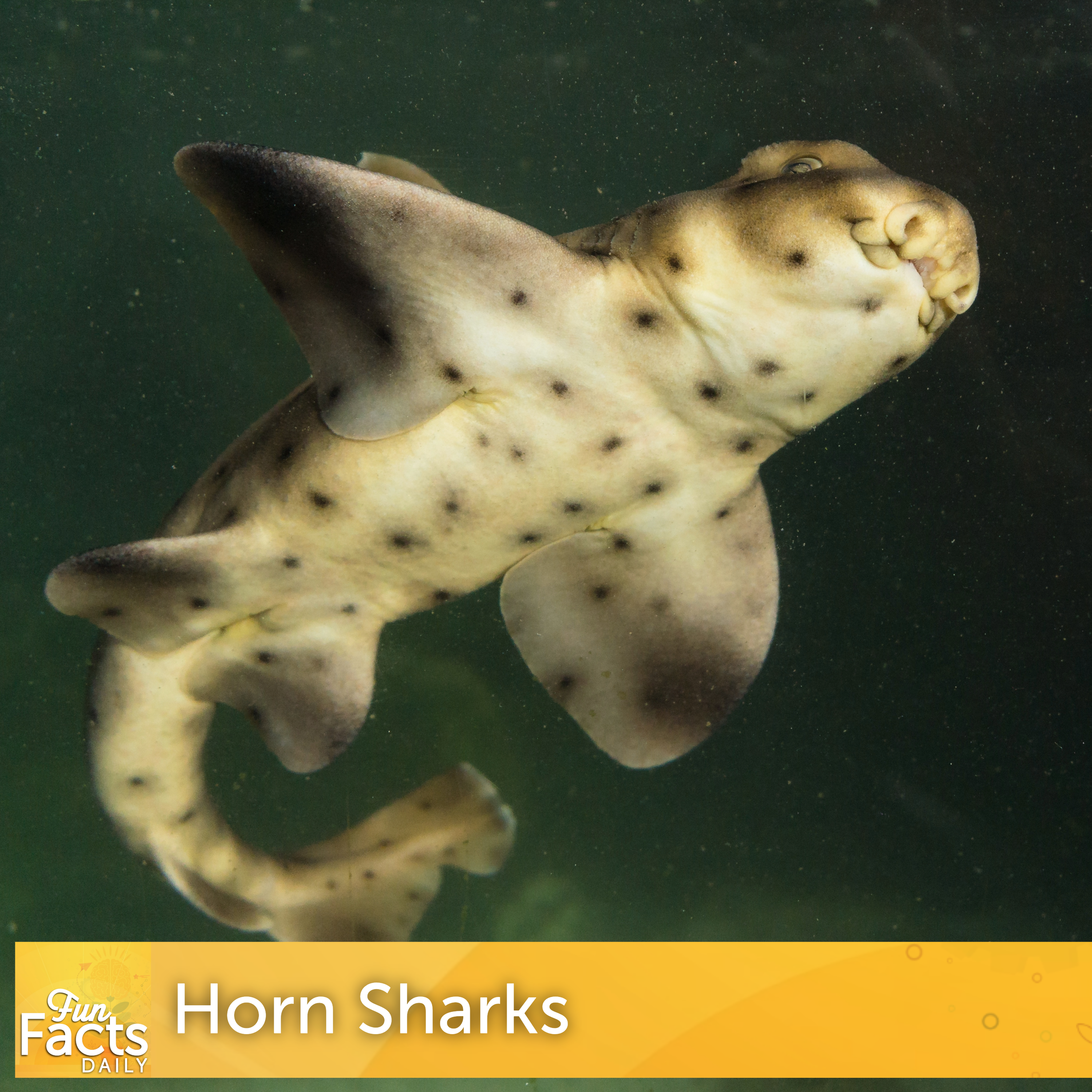 Fun Facts About Horn Sharks episode artwork