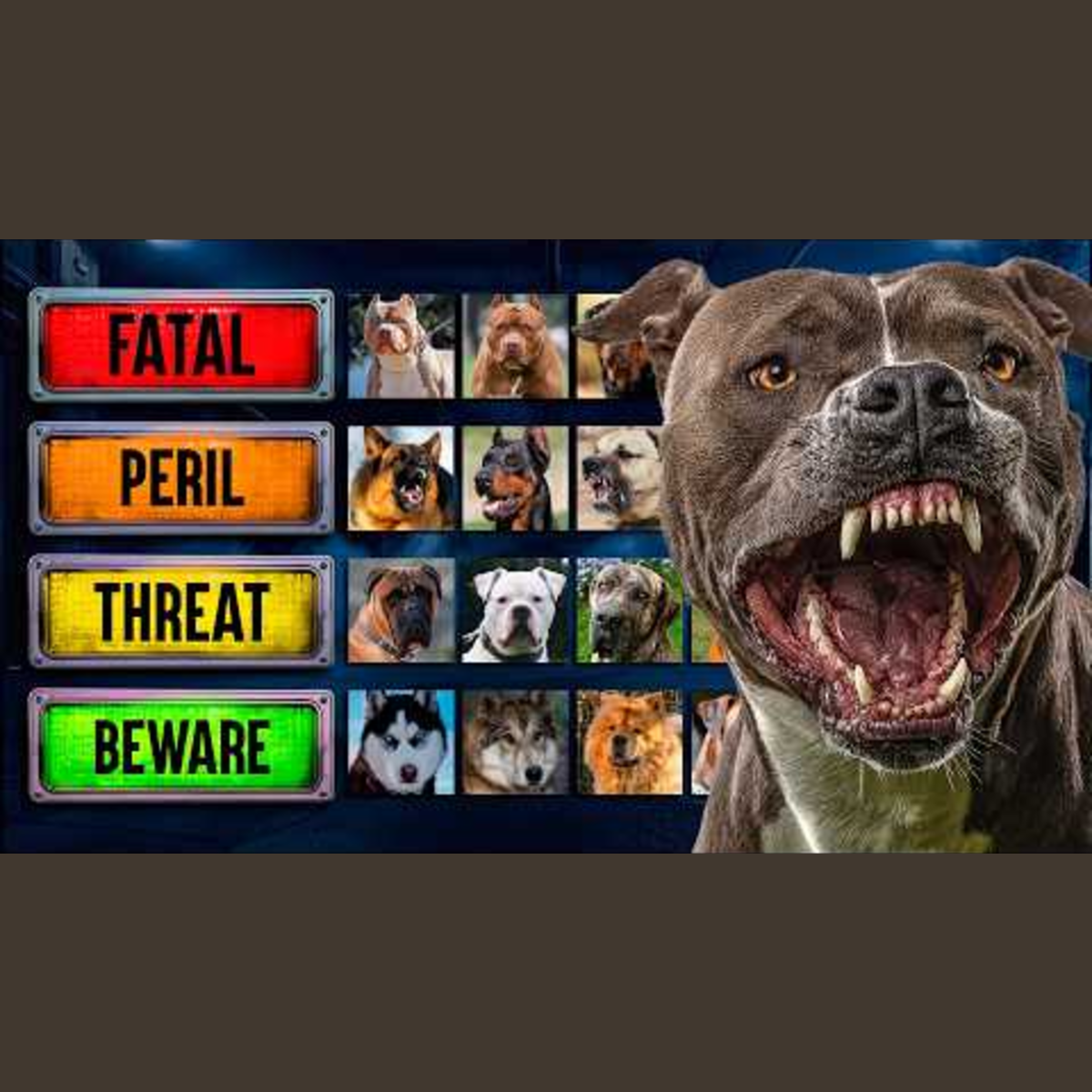 Ranking the World's Most Dangerous Dogs