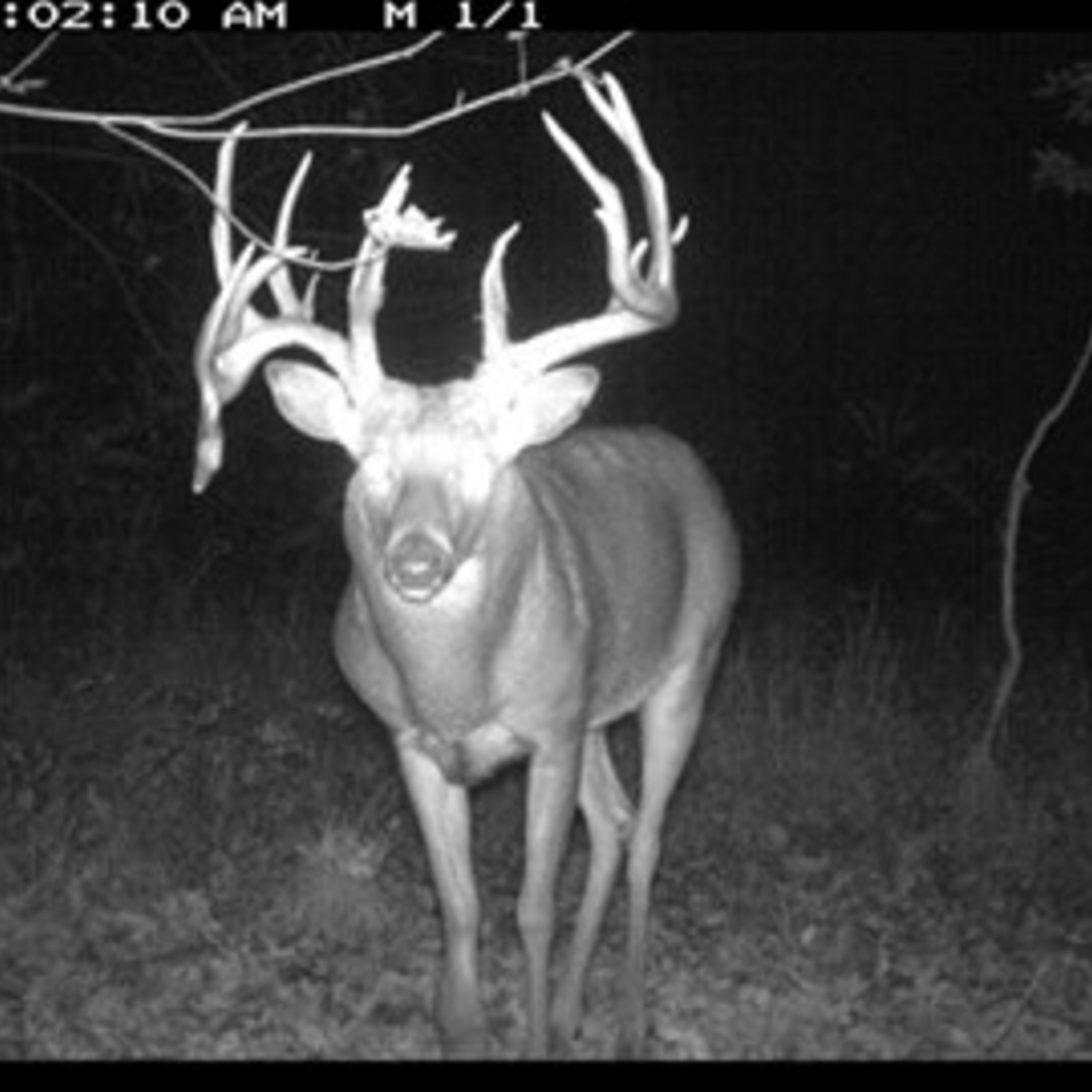 Hunter Profile Podcast | Devin Phenix
