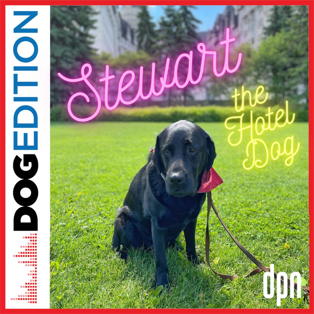 Stewart the Hotel Dog | Dog Edition #59