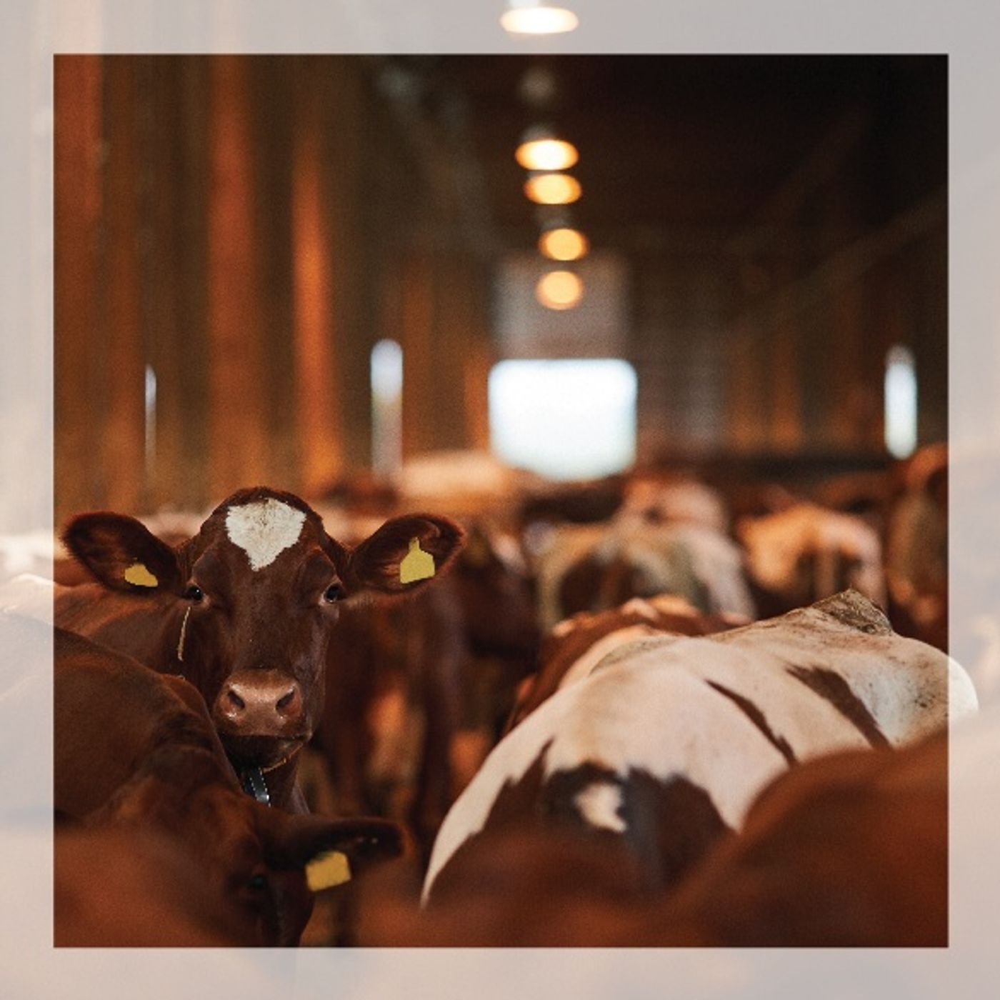 Cambiare l'alimentazione per salvare l'ambiente?