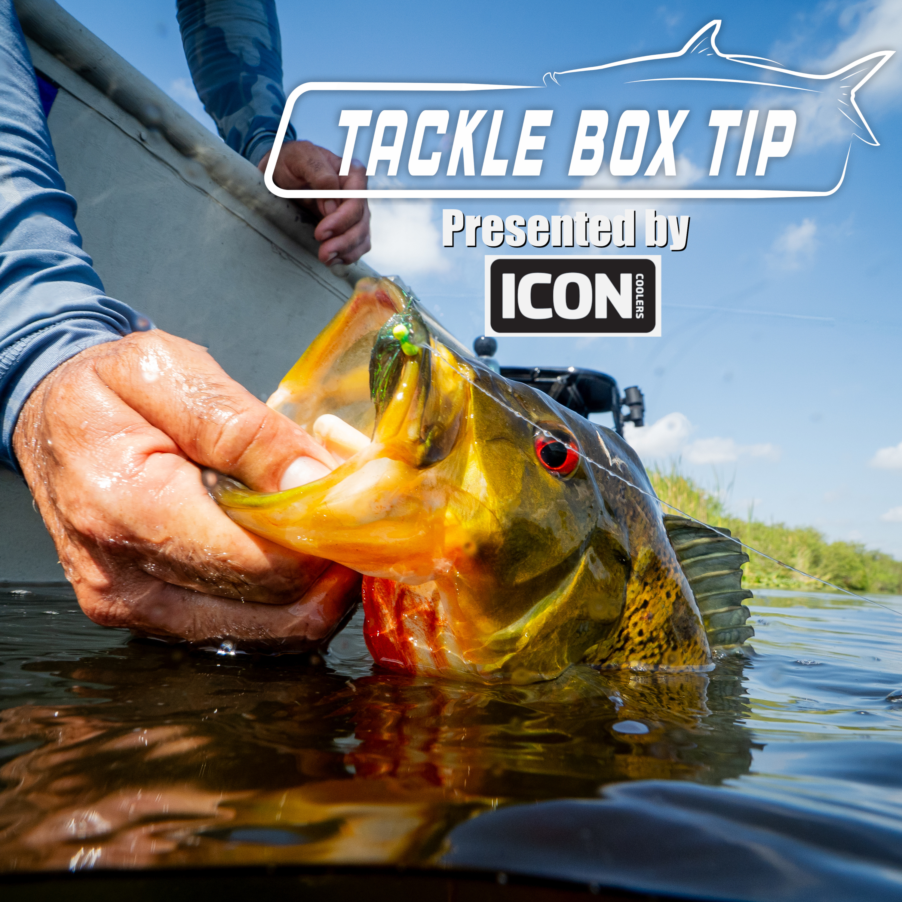 Top Fly choices for South Florida Exotics: Peacock Bass, Cichlids, Jaguars