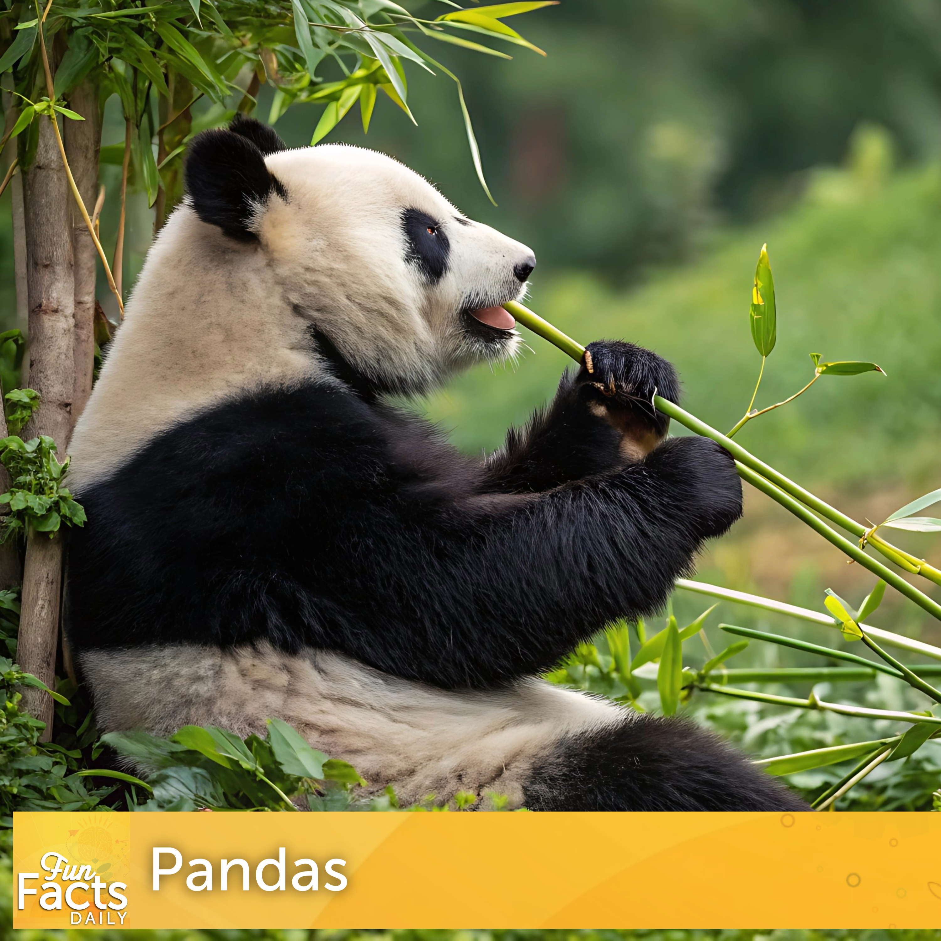 Fun Facts About Pandas
