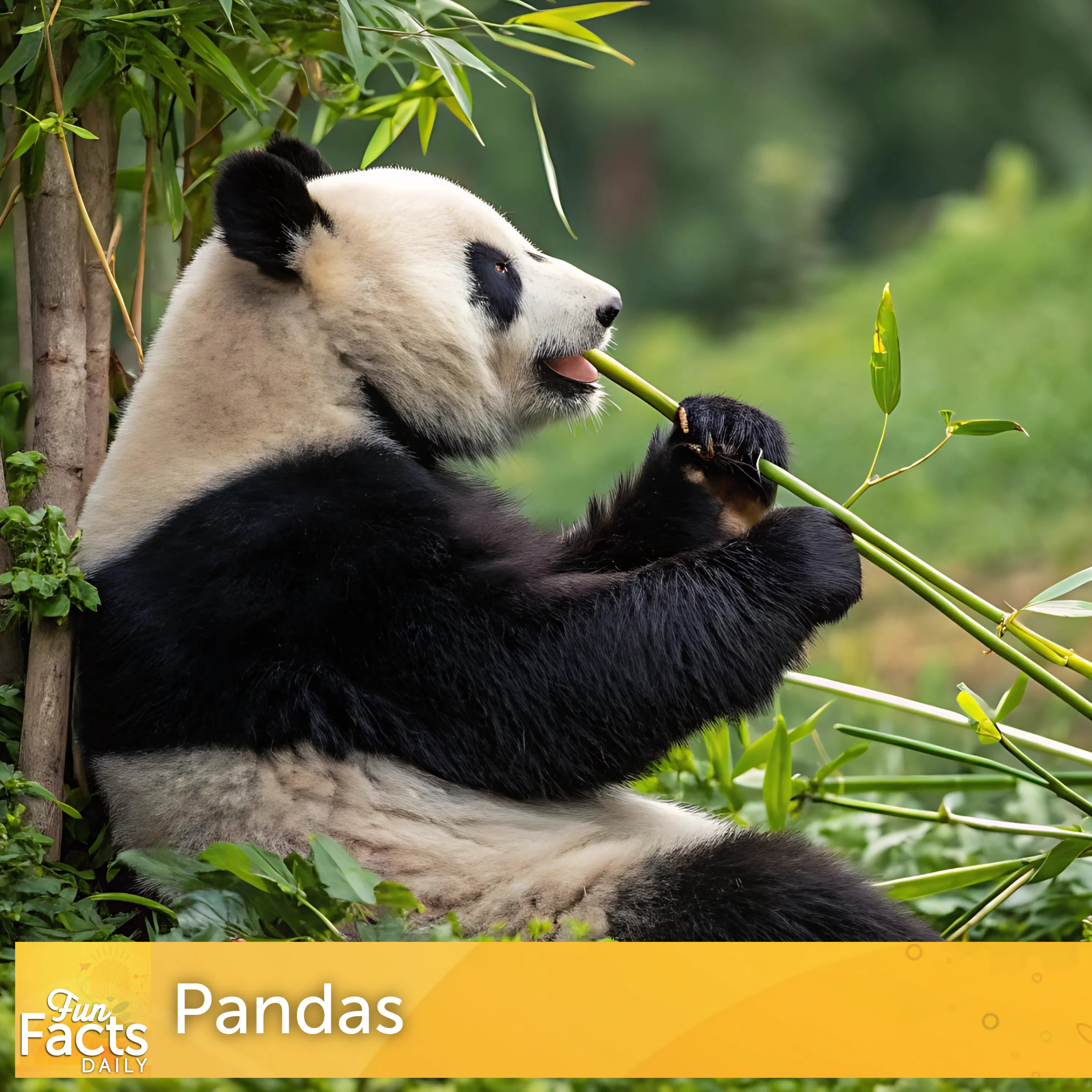 Fun Facts About Pandas Fun Facts About Pandas
