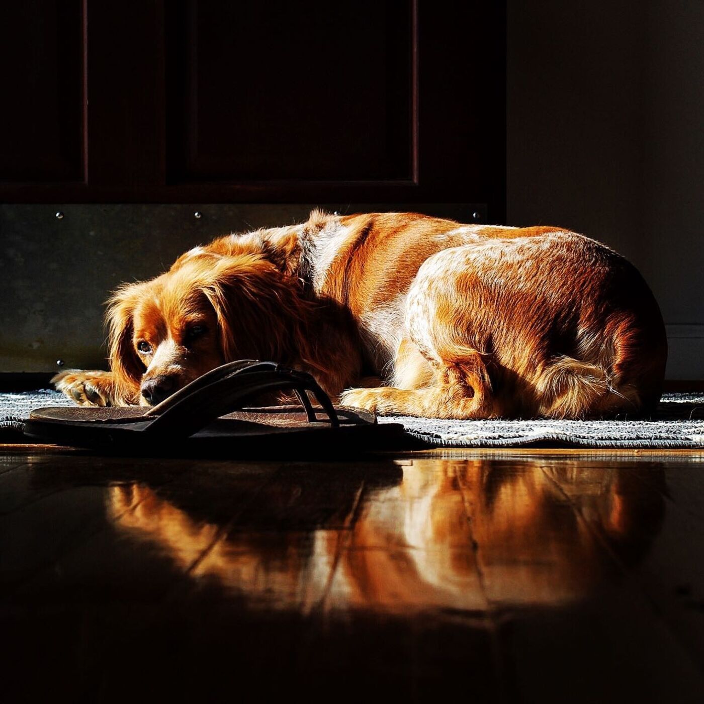 Companion Gundog Podcast 0 (Introduction)