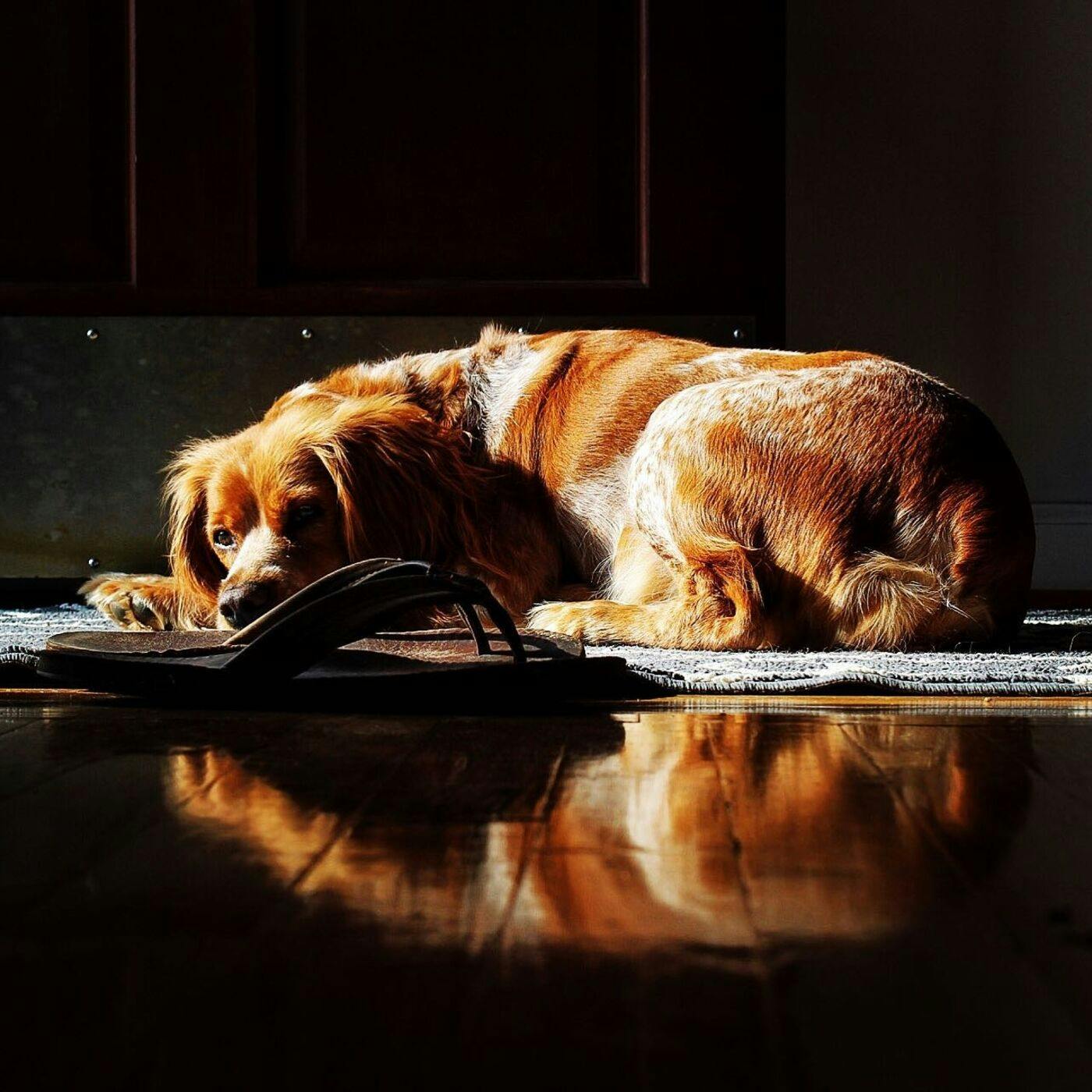 Companion Gundog Podcast 0 (Introduction) Companion Gundog Podcast 0 (Introduction)