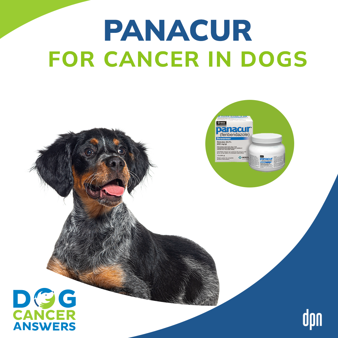 Panacur for Cancer in Dogs │ Dr. Nancy Reese #109