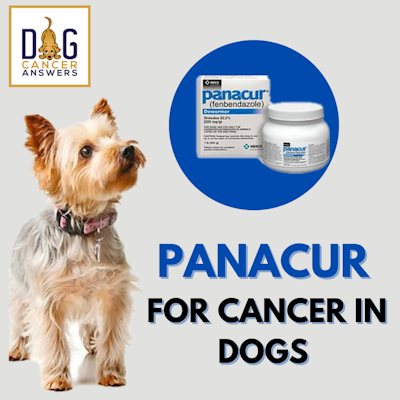 Panacur For Cancer In Dogs