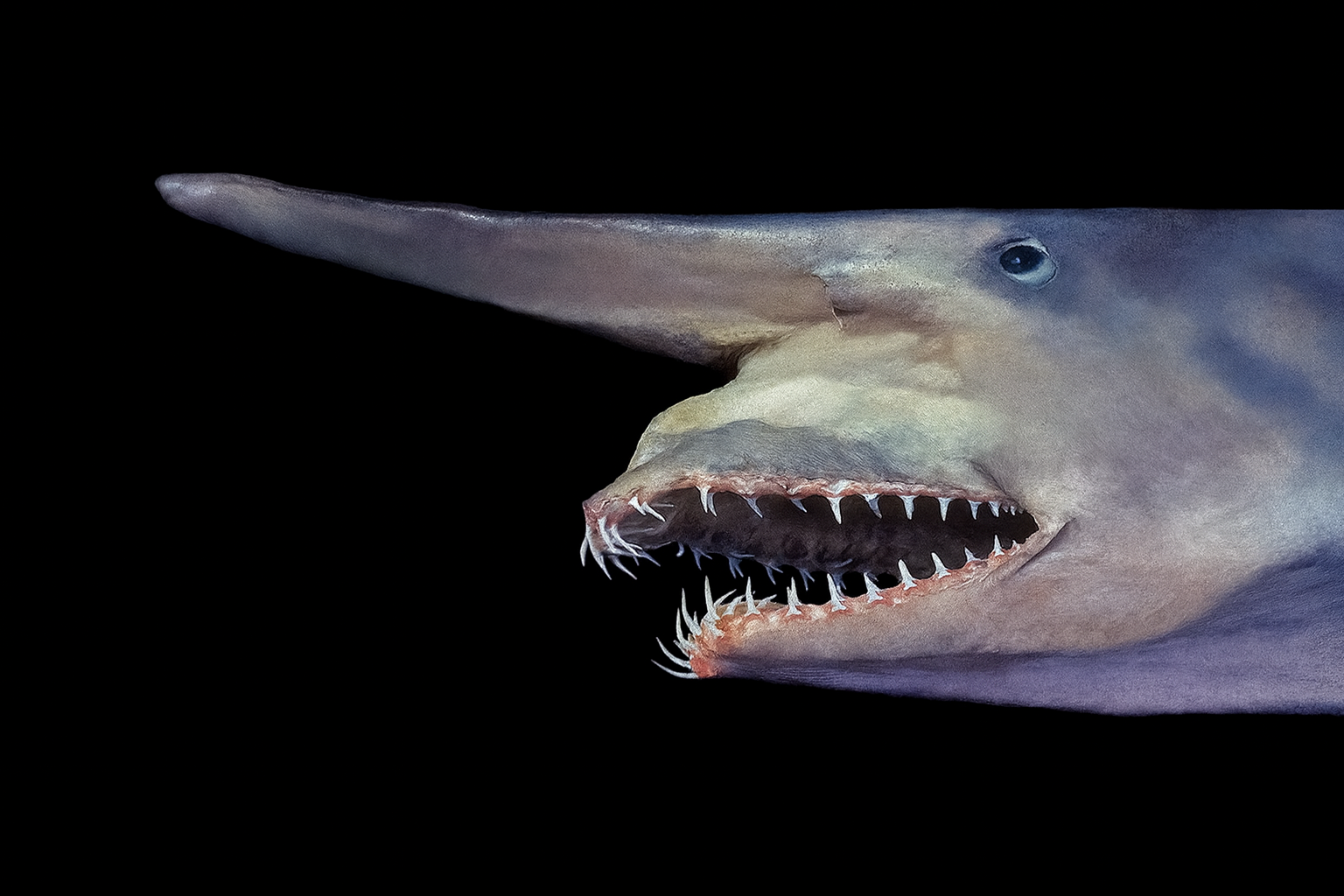 Goblin Shark: The Ghost of the Deep