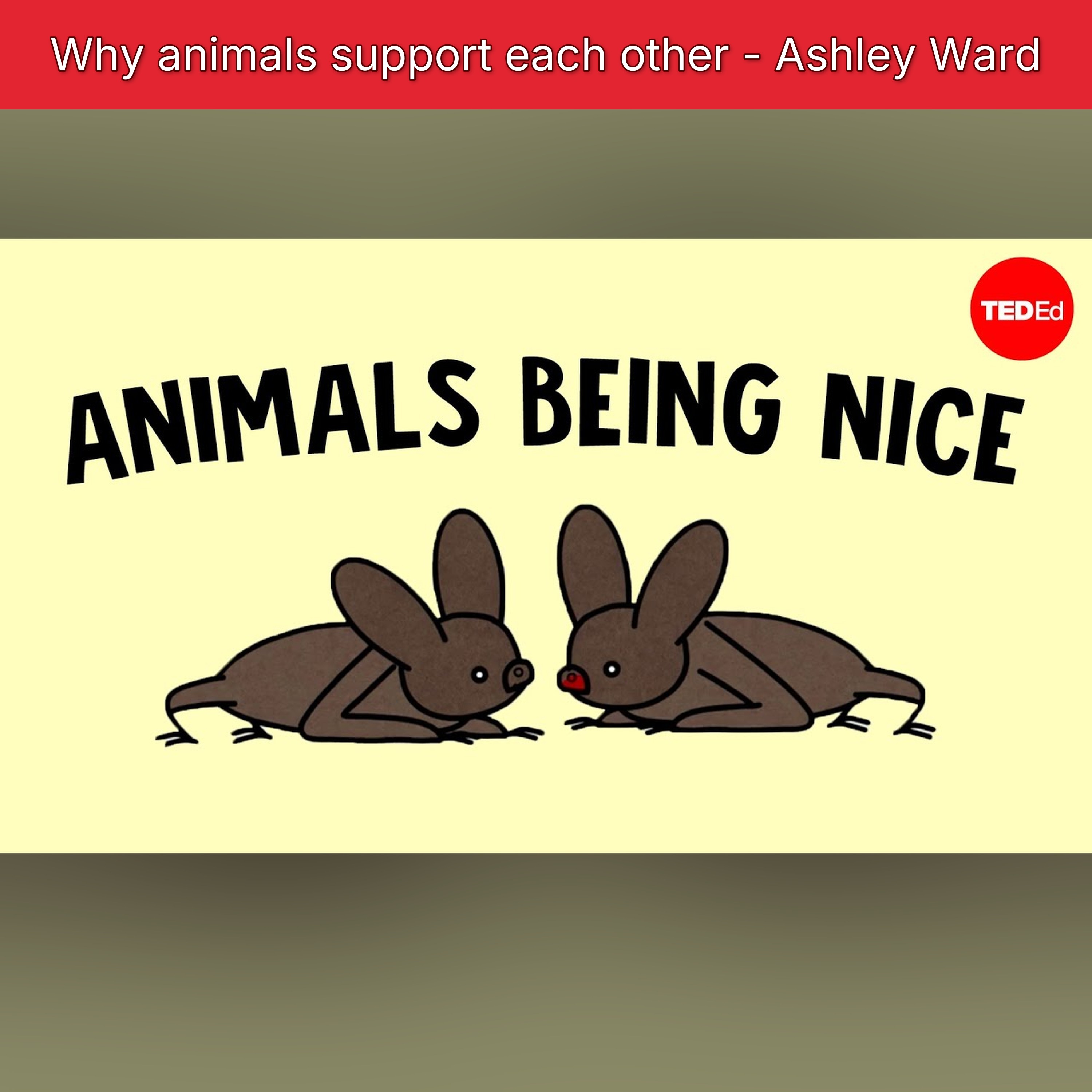 Why animals support each other - Ashley Ward episode artwork
