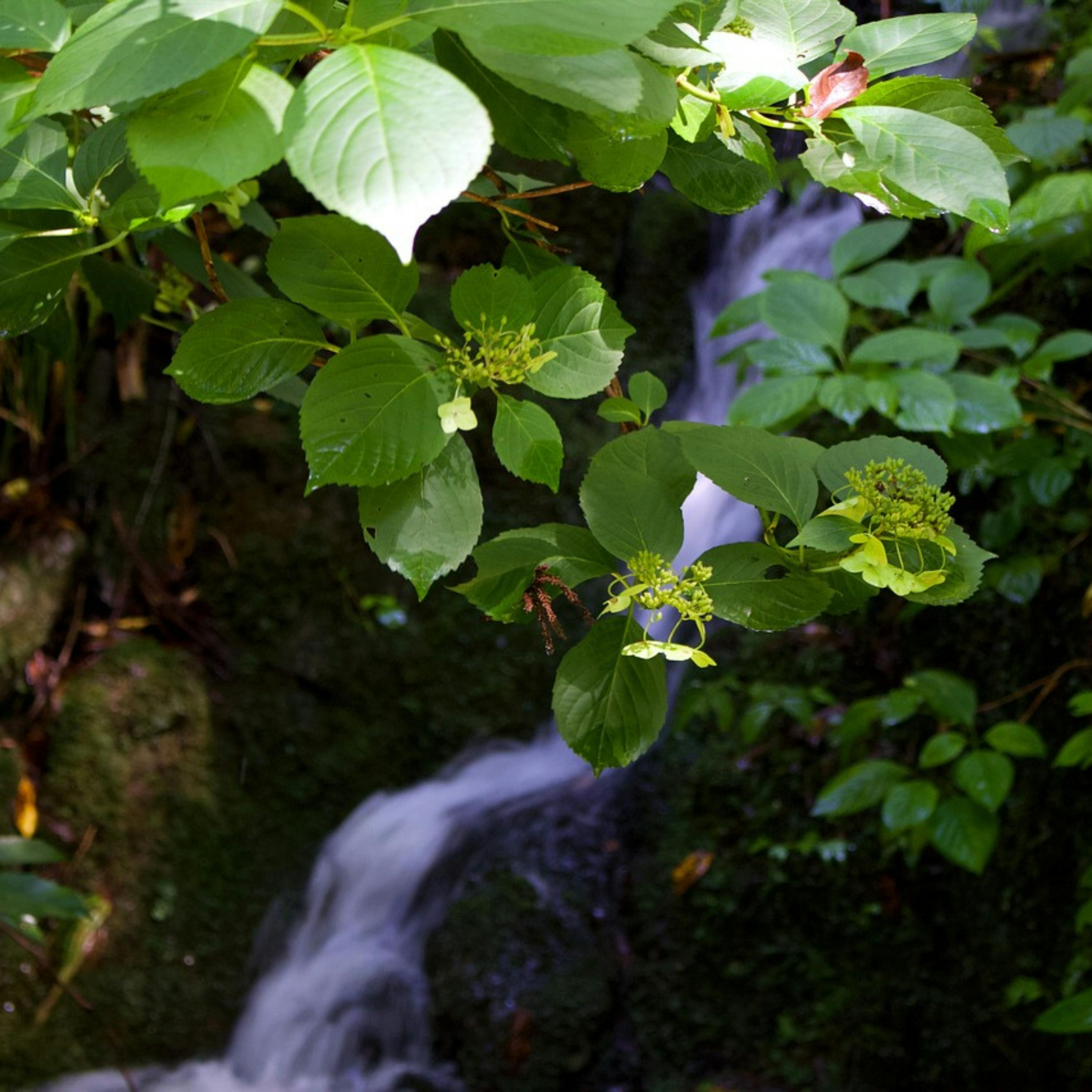 😴💧🎵 Find a Deep SLEEP with the Sound of a WATERFALL and Soothing MUSIC episode artwork