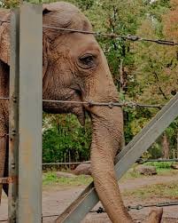 Episode 446 Featuring Michael R. Harris - Environmental Law Attorney, Professor, Executive Director of the Wildlife Law Program for Friends of Animals episode artwork