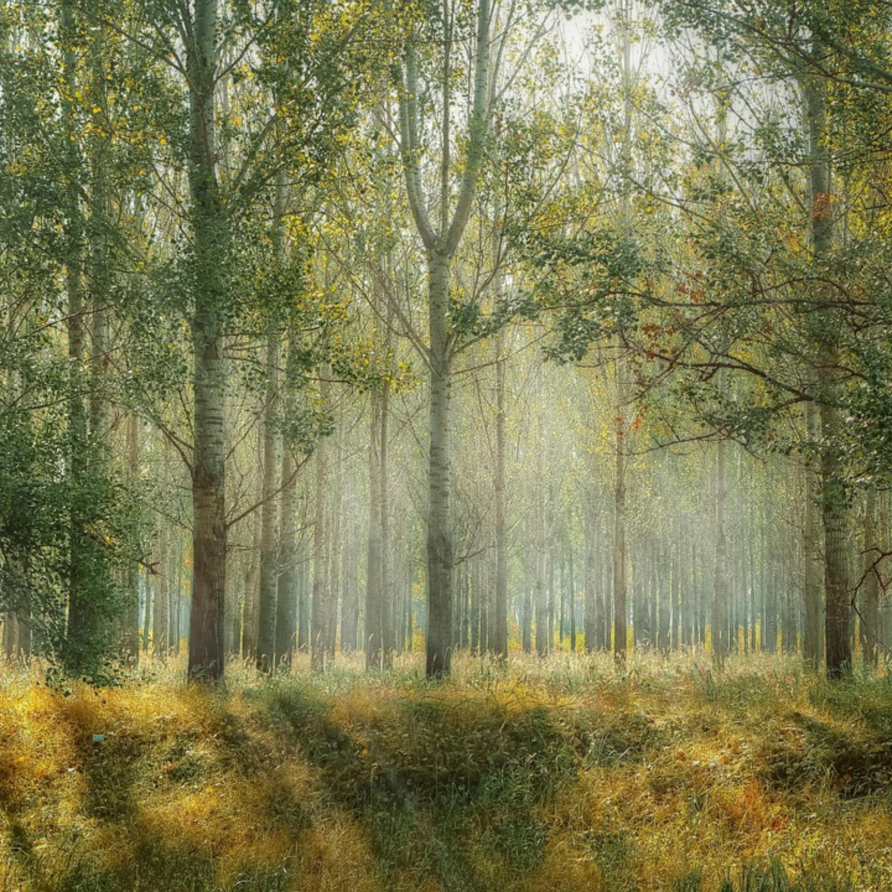 😴🍂🎵 DEEP Relaxation through the SOUND of the FOREST combined with CALM Music episode artwork