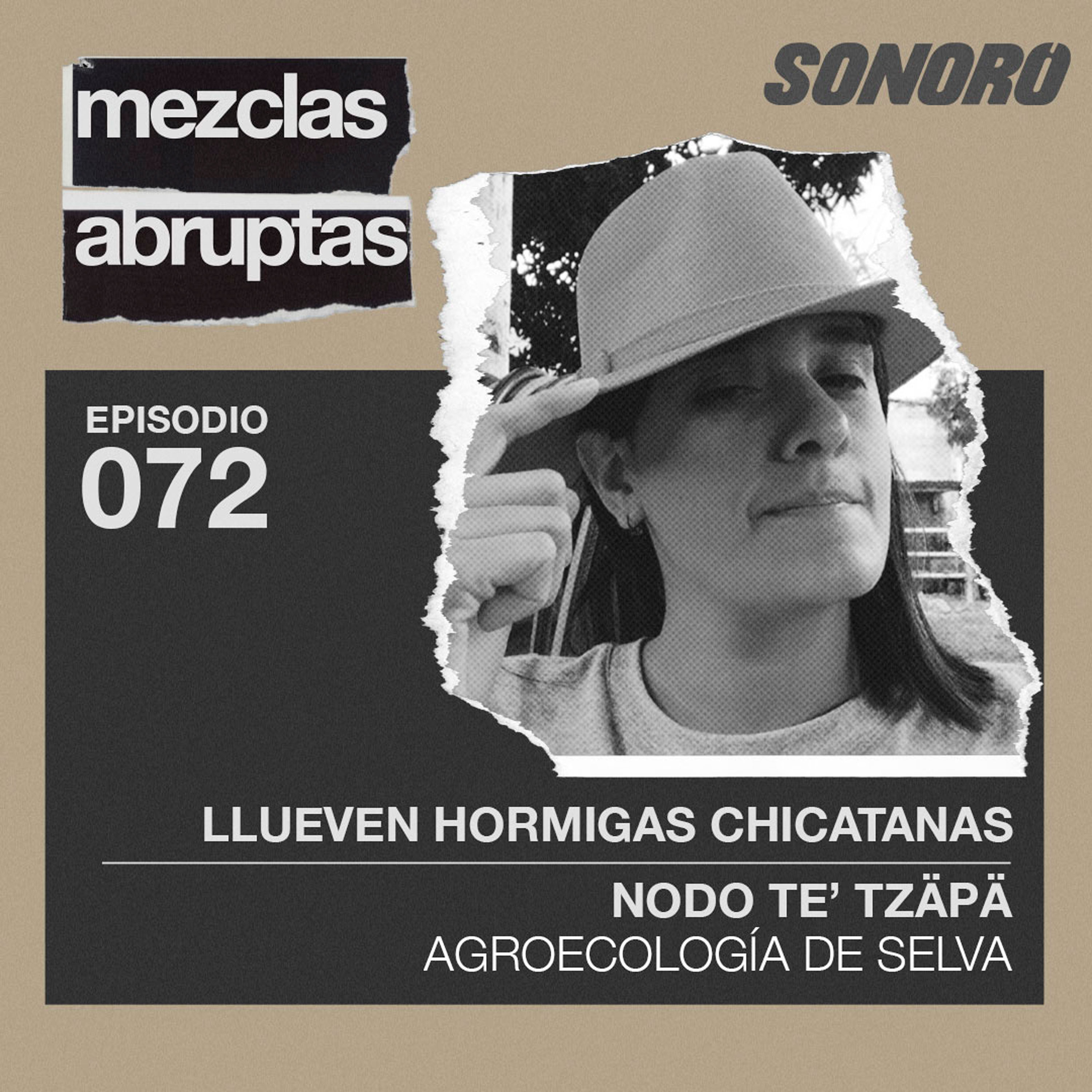 Llueven hormigas chicatanas - Nodo Te’ Tzäpä, Agroecología de selva