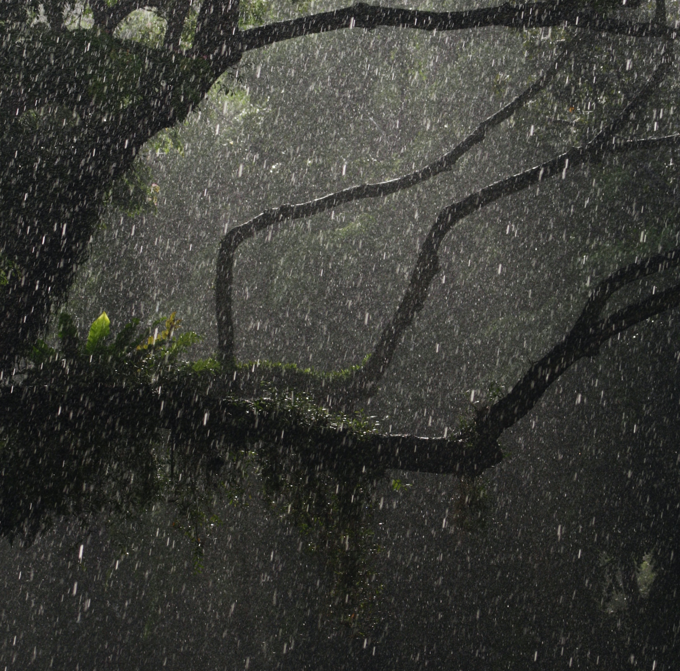 Heavy Rain in the Forest: 3-Hour Rainstorm Sounds for Blissful Sleepiness