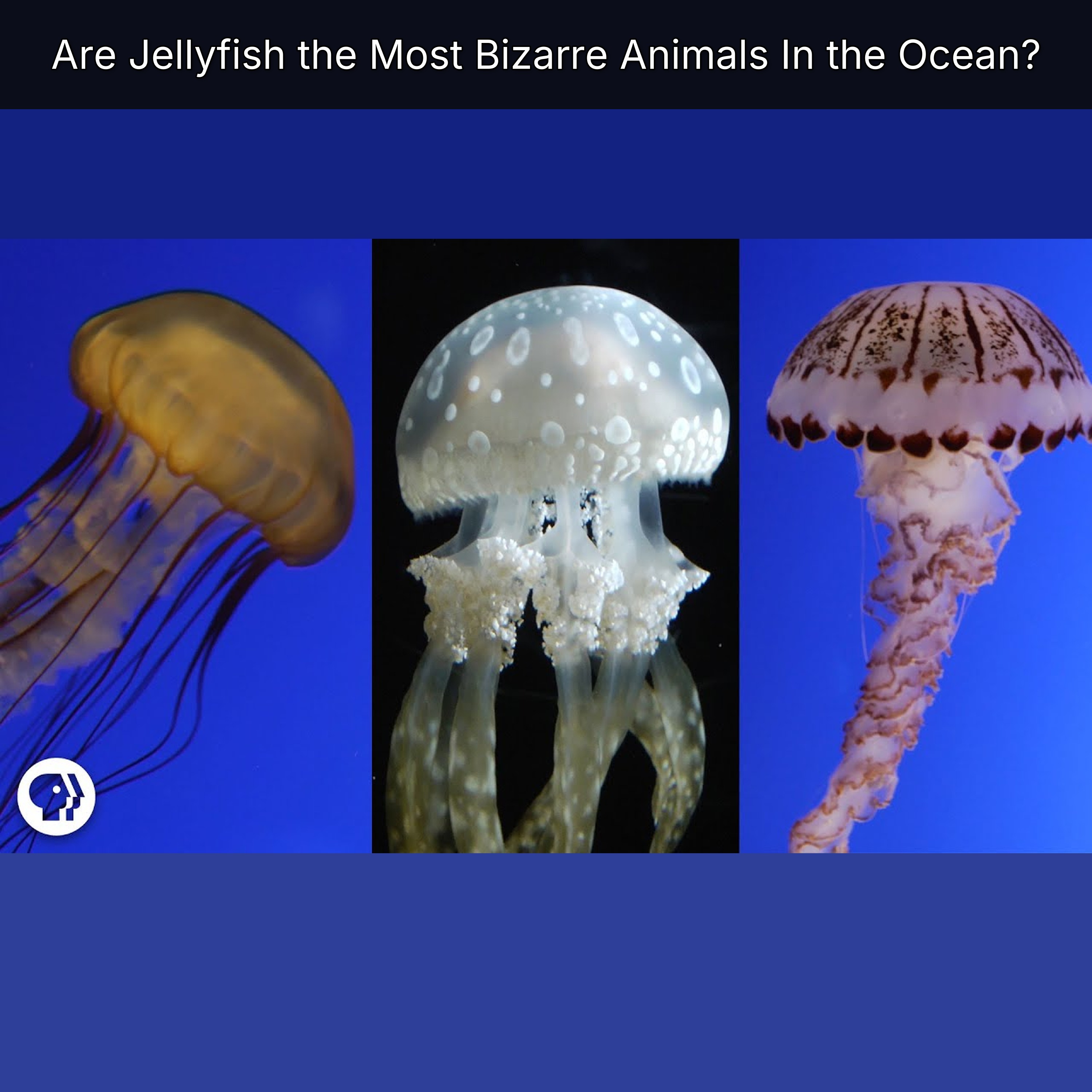 Are Jellyfish the Most Bizarre Animals In the Ocean? episode artwork