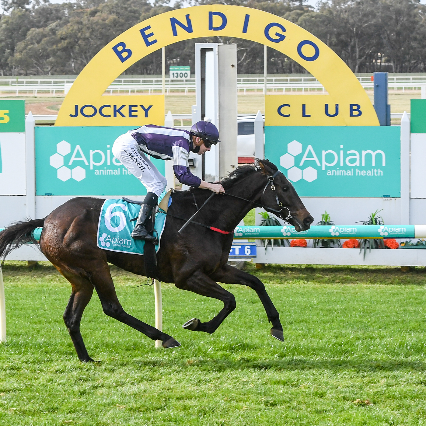 Bendigo Racing Club Aaron Hearps chats to Andrew Kuuse re Sundays meeting & Bendigo news episode artwork