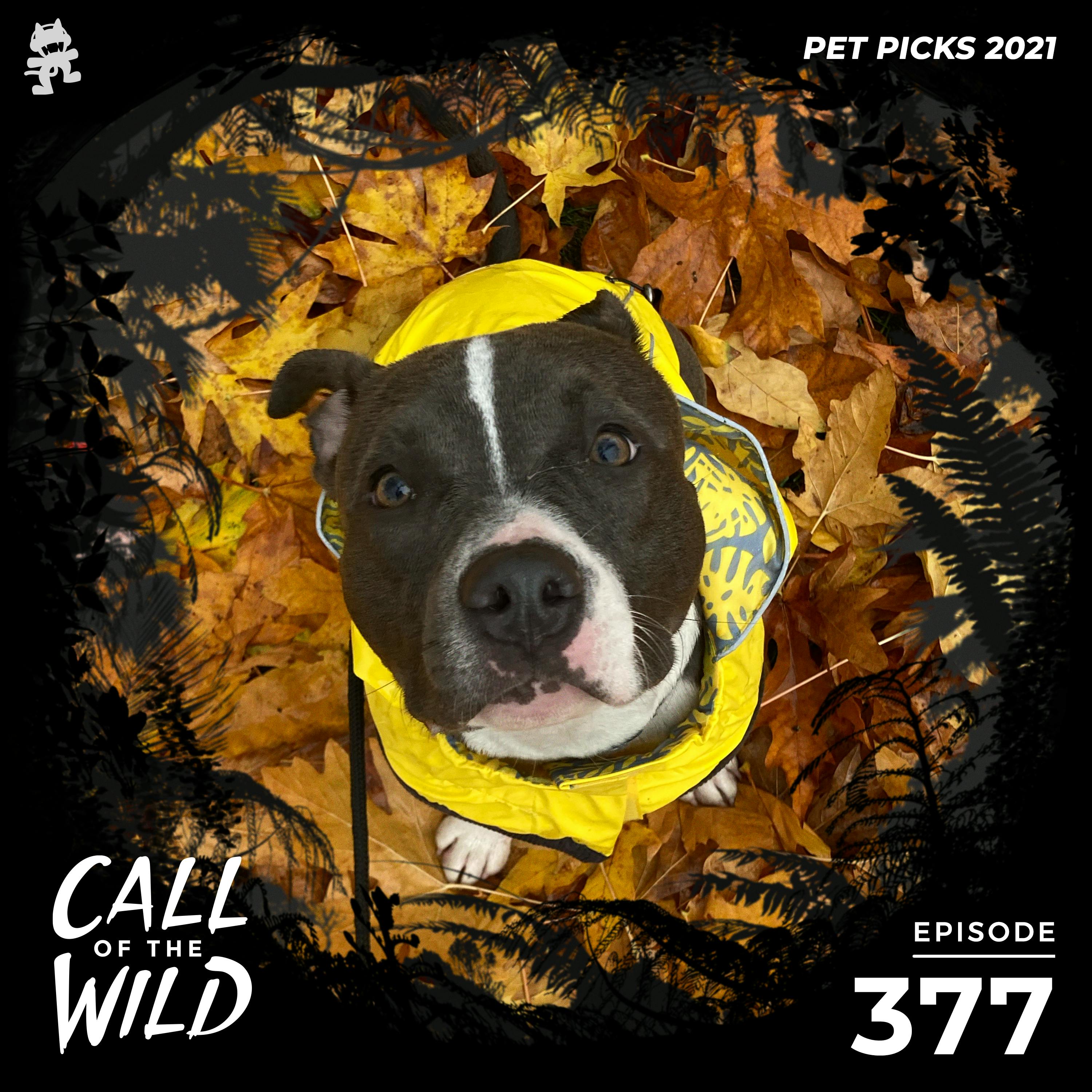 377 - Monstercat Call of the Wild (Pet Picks 2021)