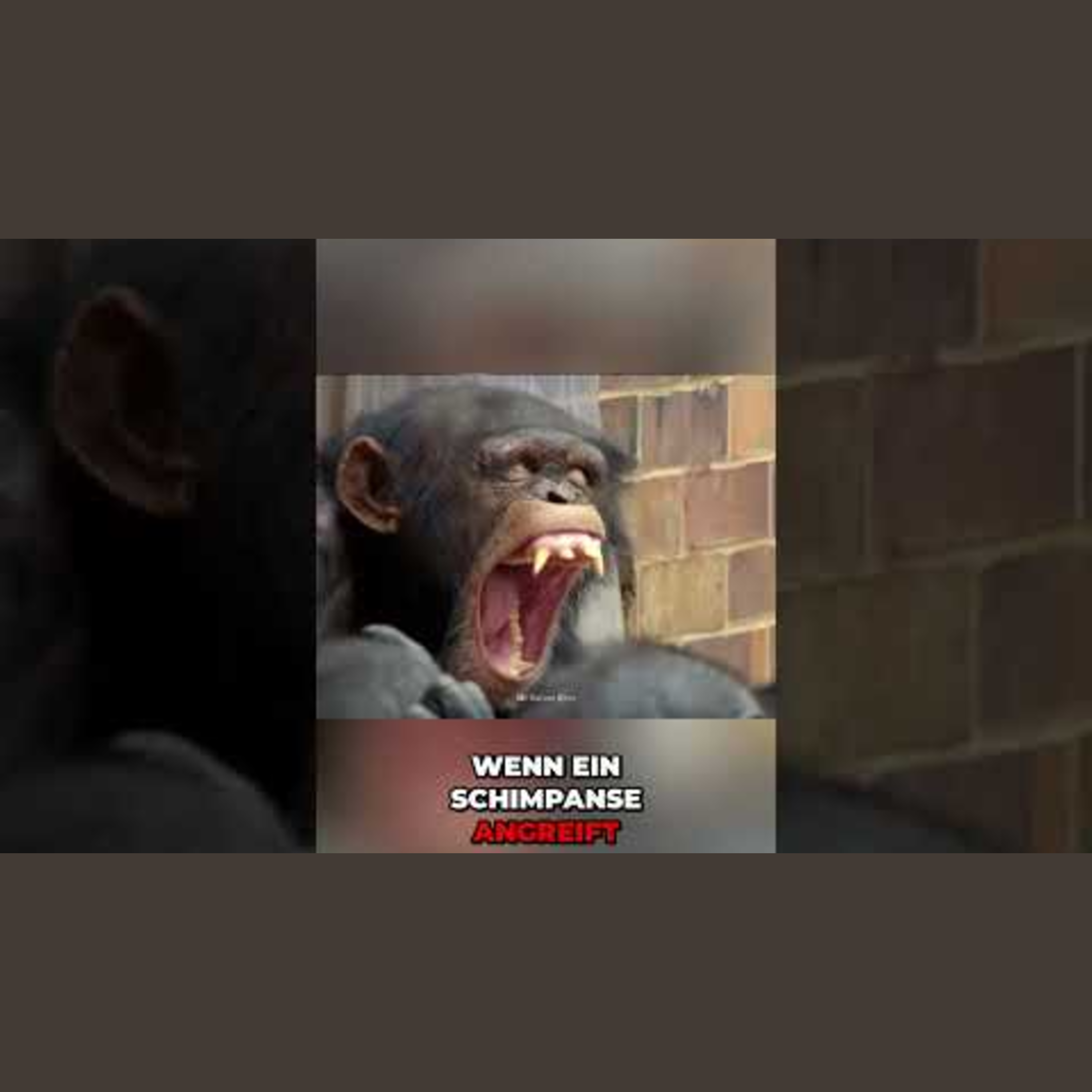 Wenn Schimpansen angreifen – was dir niemand darüber sagt #shorts