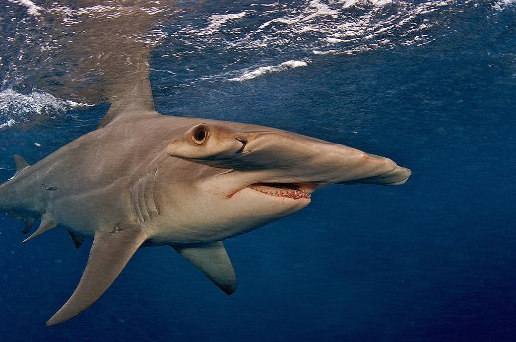 Hammerheads Up Close: The Science Behind the Spectacle w/Dr Katy Ayres episode artwork
