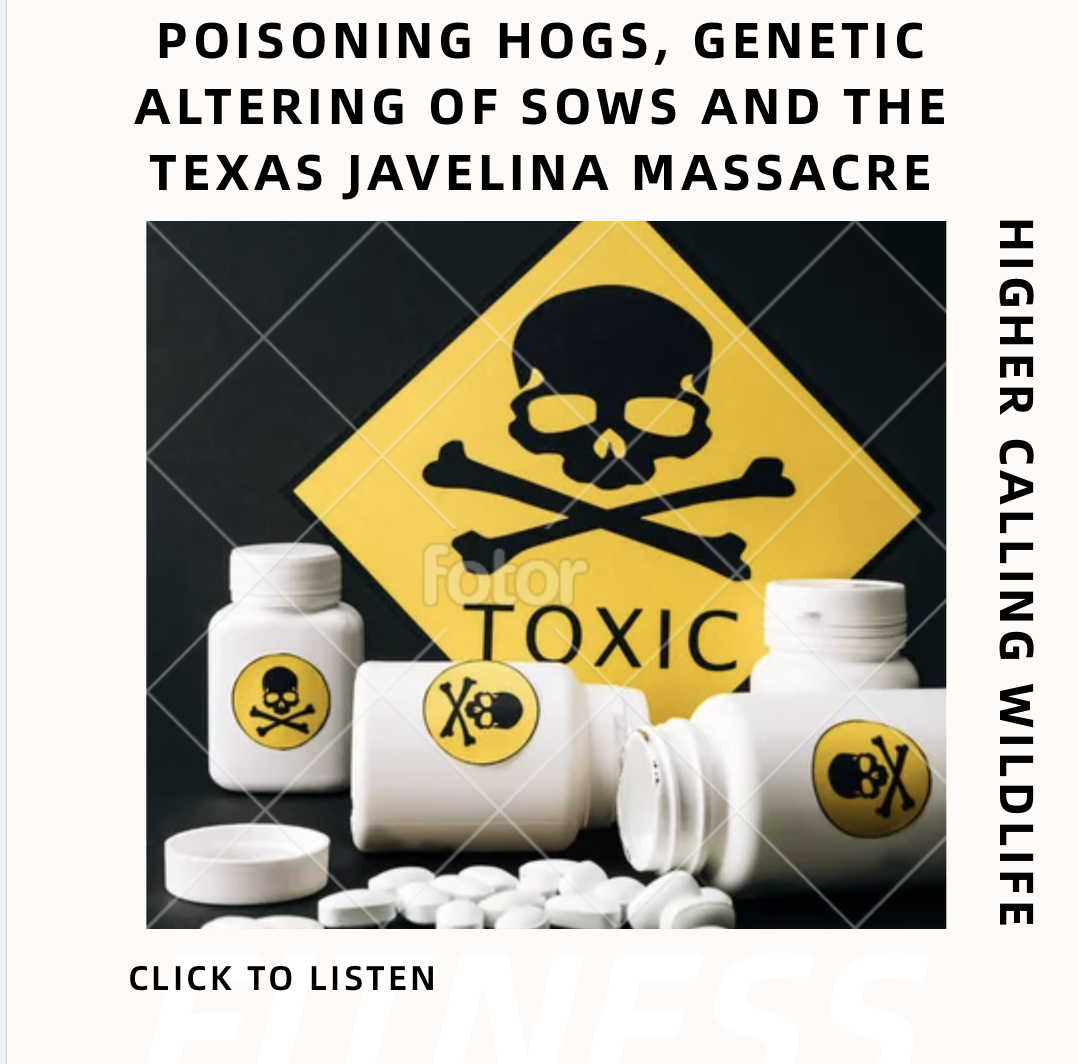 Poisoning Hogs, Genetic Altering of Sows And The Texas Javelina Massacre