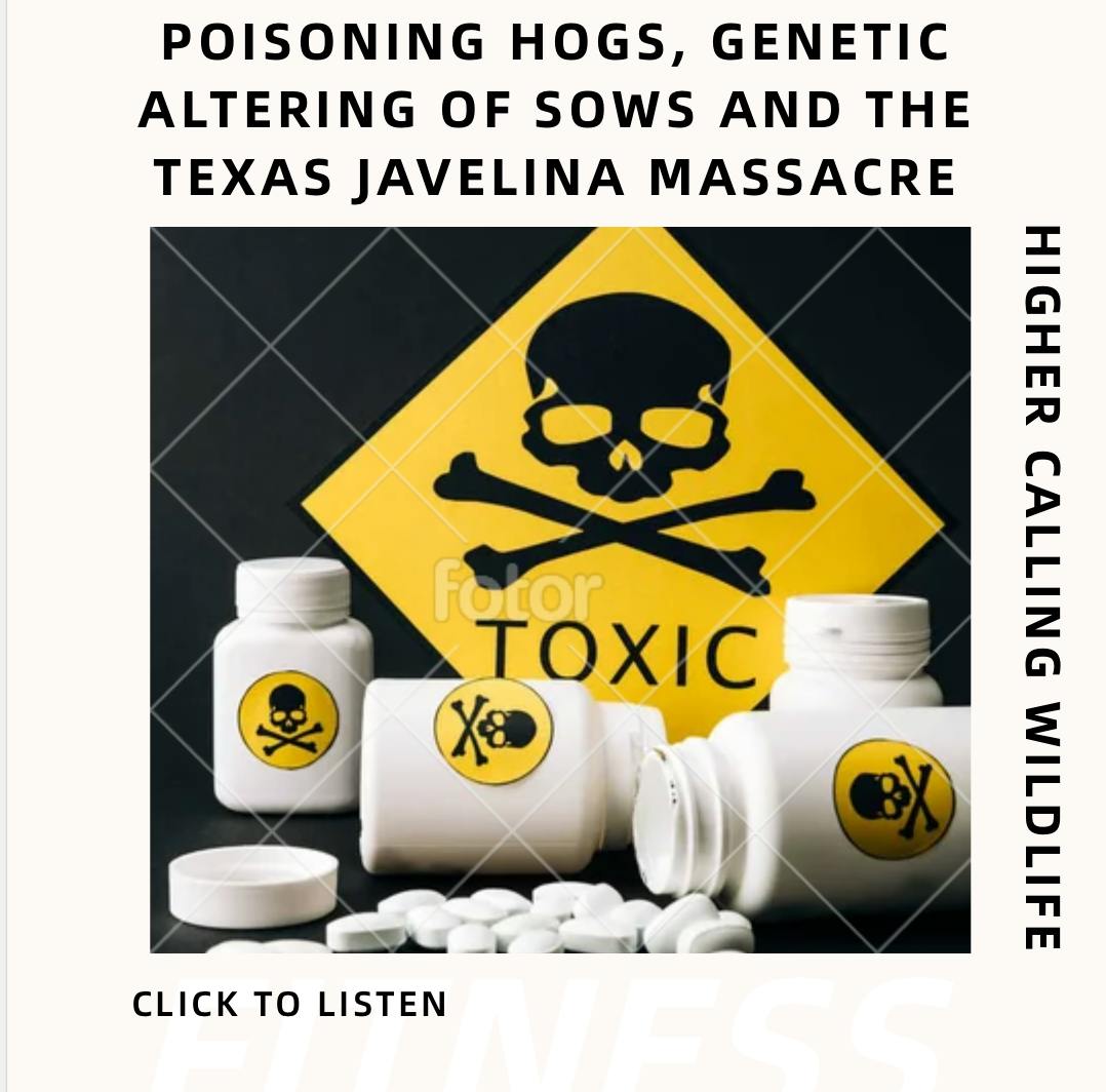 Poisoning Hogs, Genetic Altering of Sows And The Texas Javelina Massacre Poisoning Hogs, Genetic Altering of Sows And The Texas Javelina Massacre