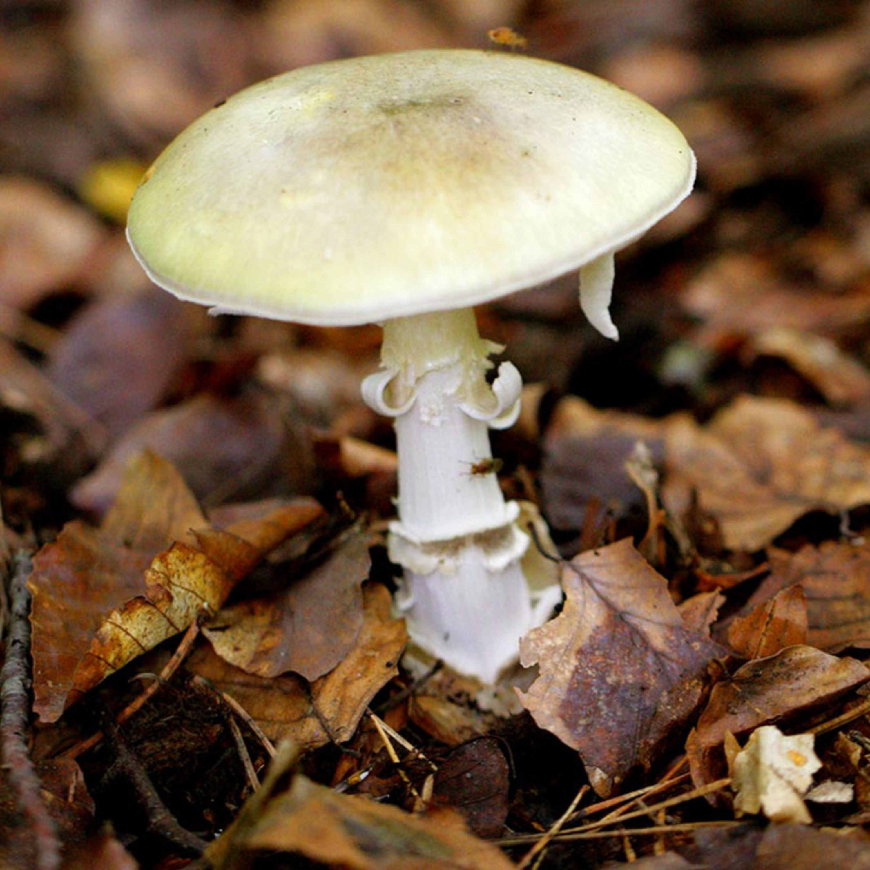 Episode 10: Mushroom Killer, The Motive