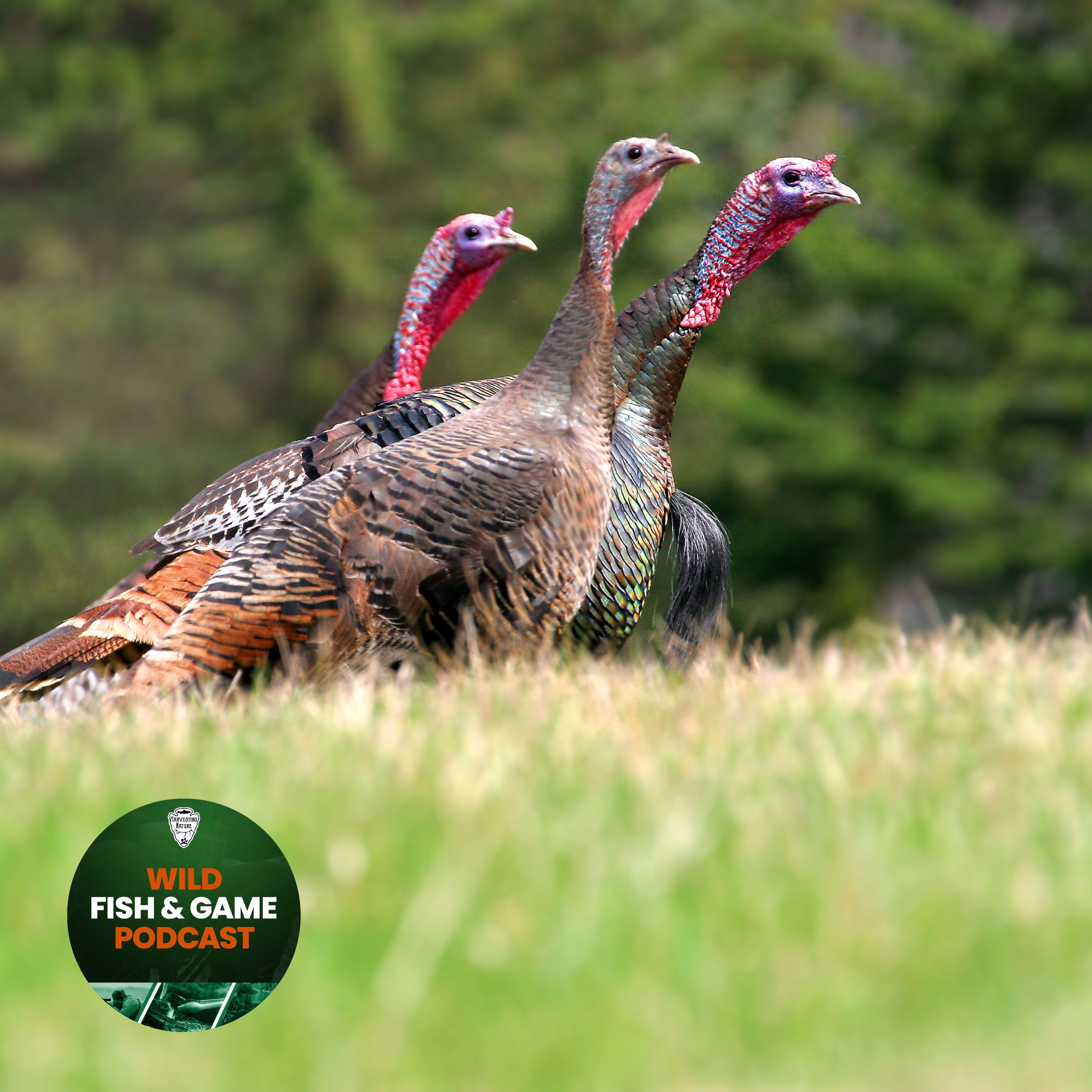 Wild Fish and Game Podcast