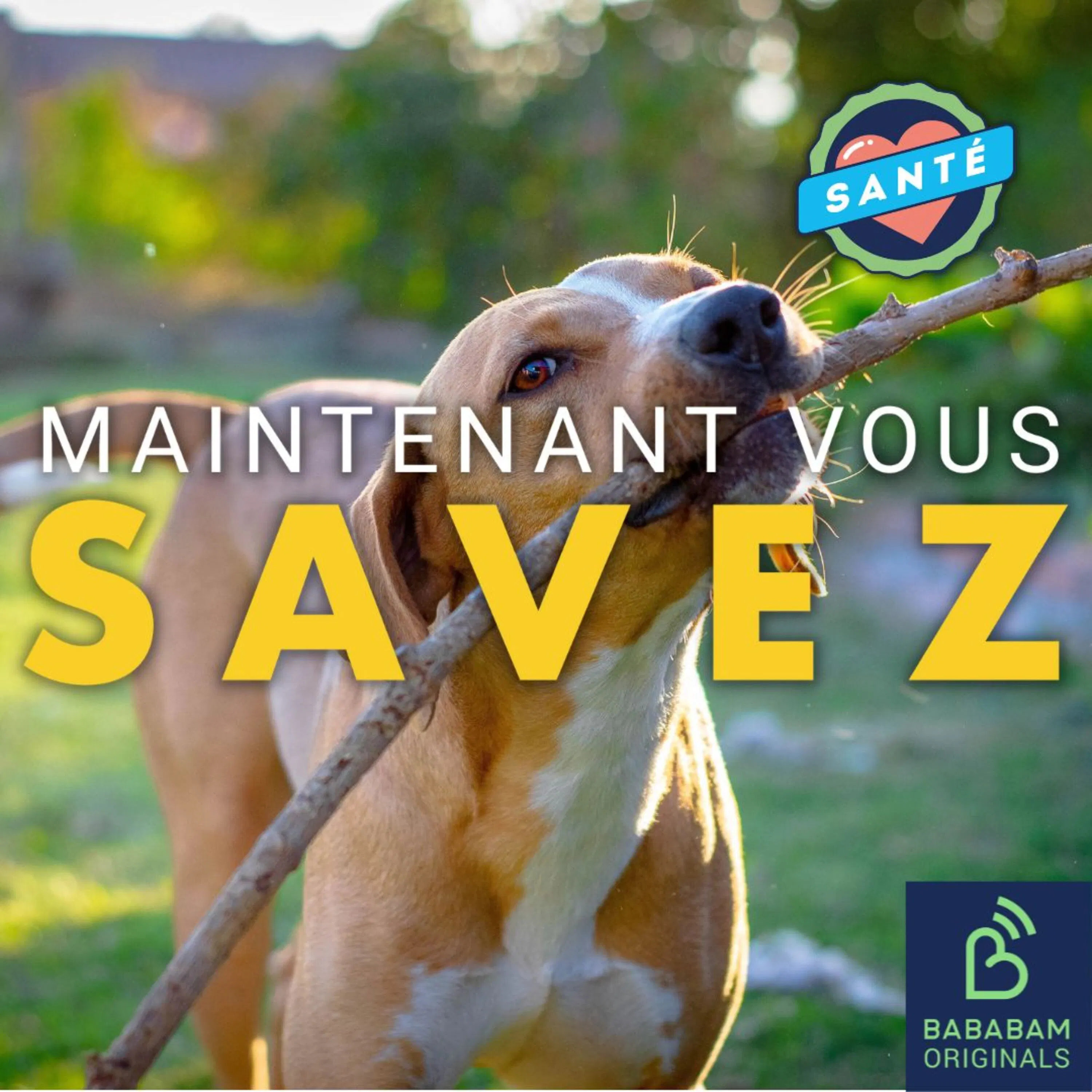 Quels sont les bienfaits des animaux domestiques sur notre santé ?